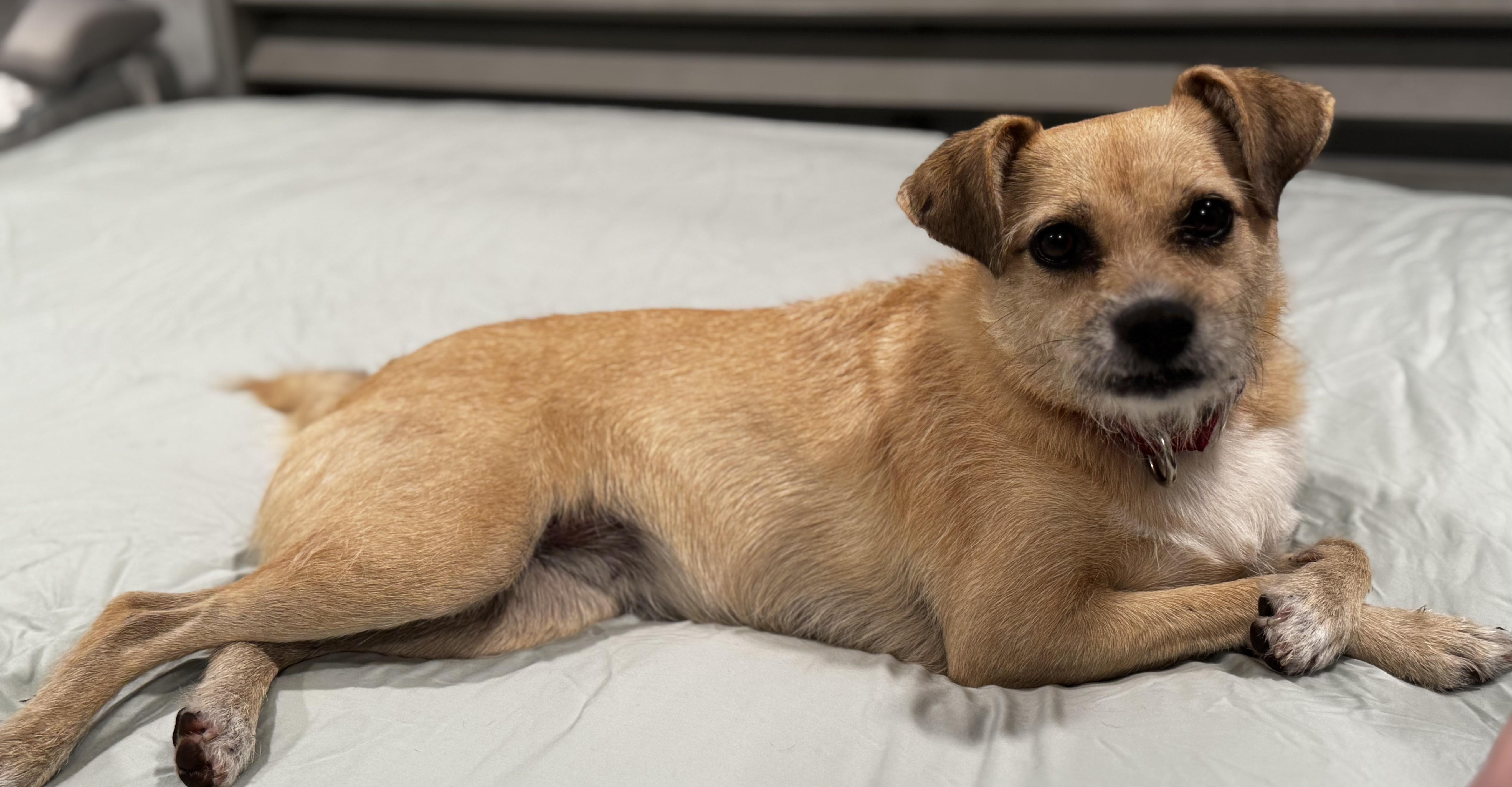 5 stars Gilr!!!, Adoptable, Adult Female Terrier.