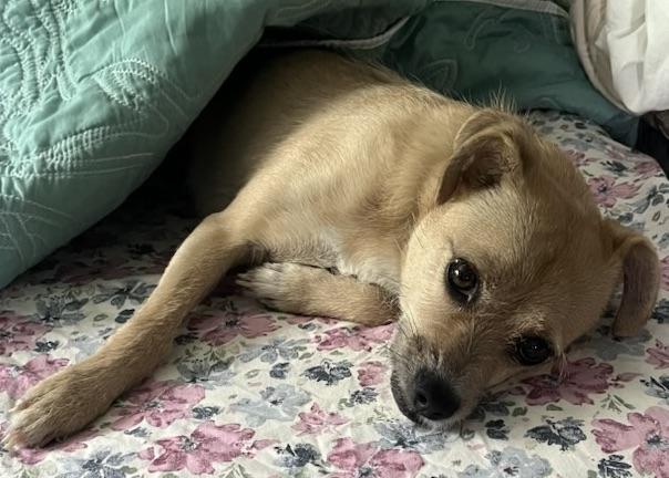 Enlarge Little dog park Girl!!!, a Adoptable Terrier in Fort Myers Beach, FL image 4/4