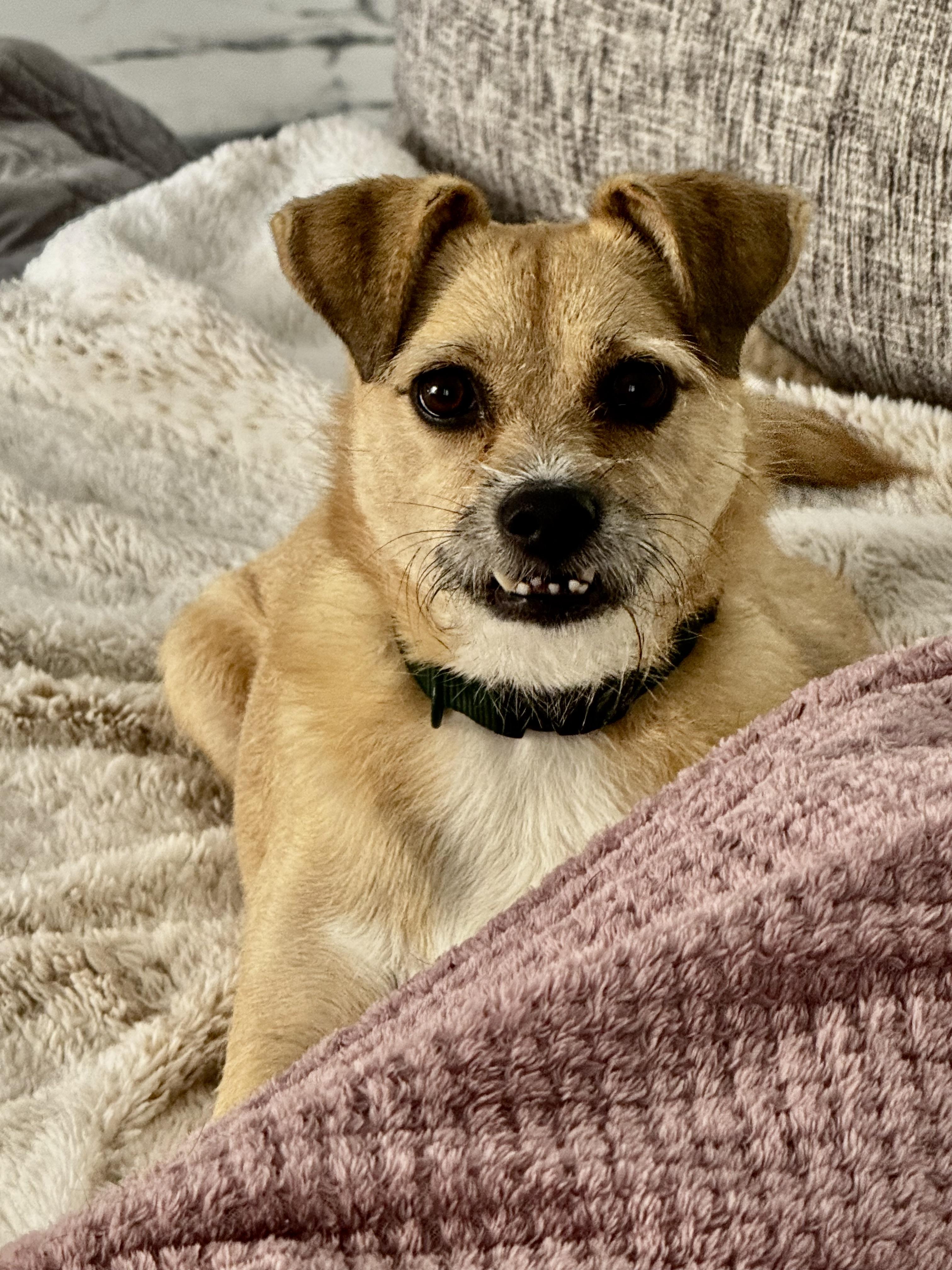 Enlarge Little dog park Girl!!!, a Adoptable Terrier in Fort Myers Beach, FL image 1/4