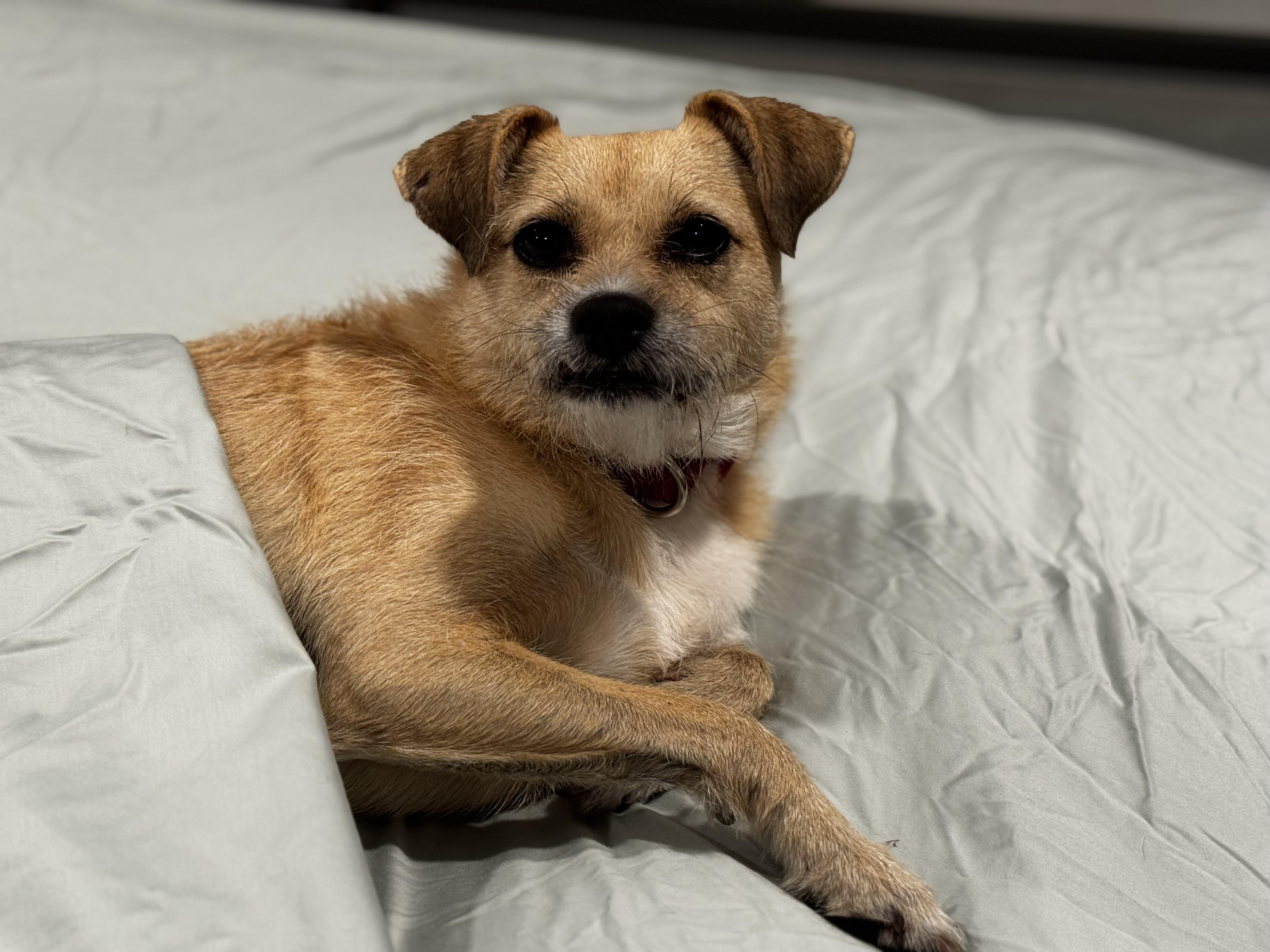 Just Perfect!!!, Adoptable, Adult Female Terrier.