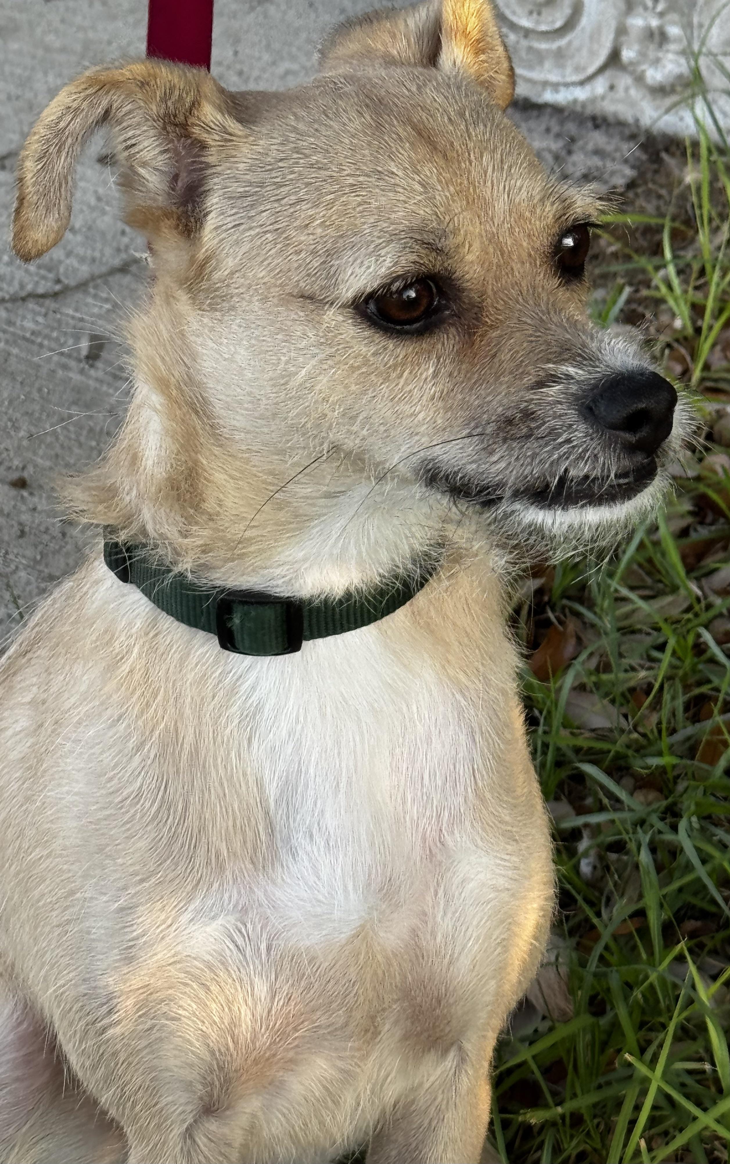 Enlarge Little dog park Girl!!!, a Adoptable Terrier in Fort Myers Beach, FL image 2/4