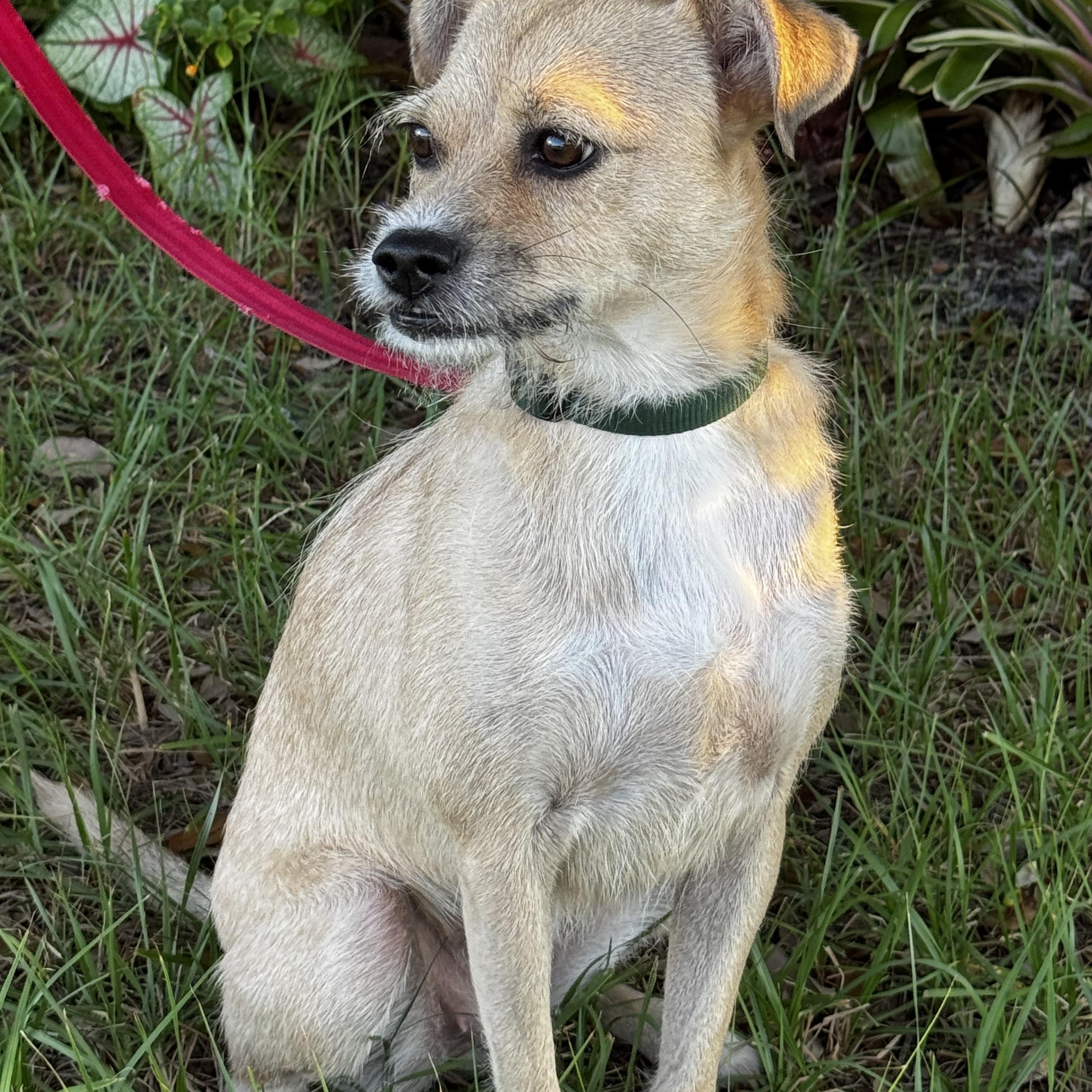 Enlarge Little dog park Girl!!!, a Adoptable Terrier in Fort Myers Beach, FL image 3/4
