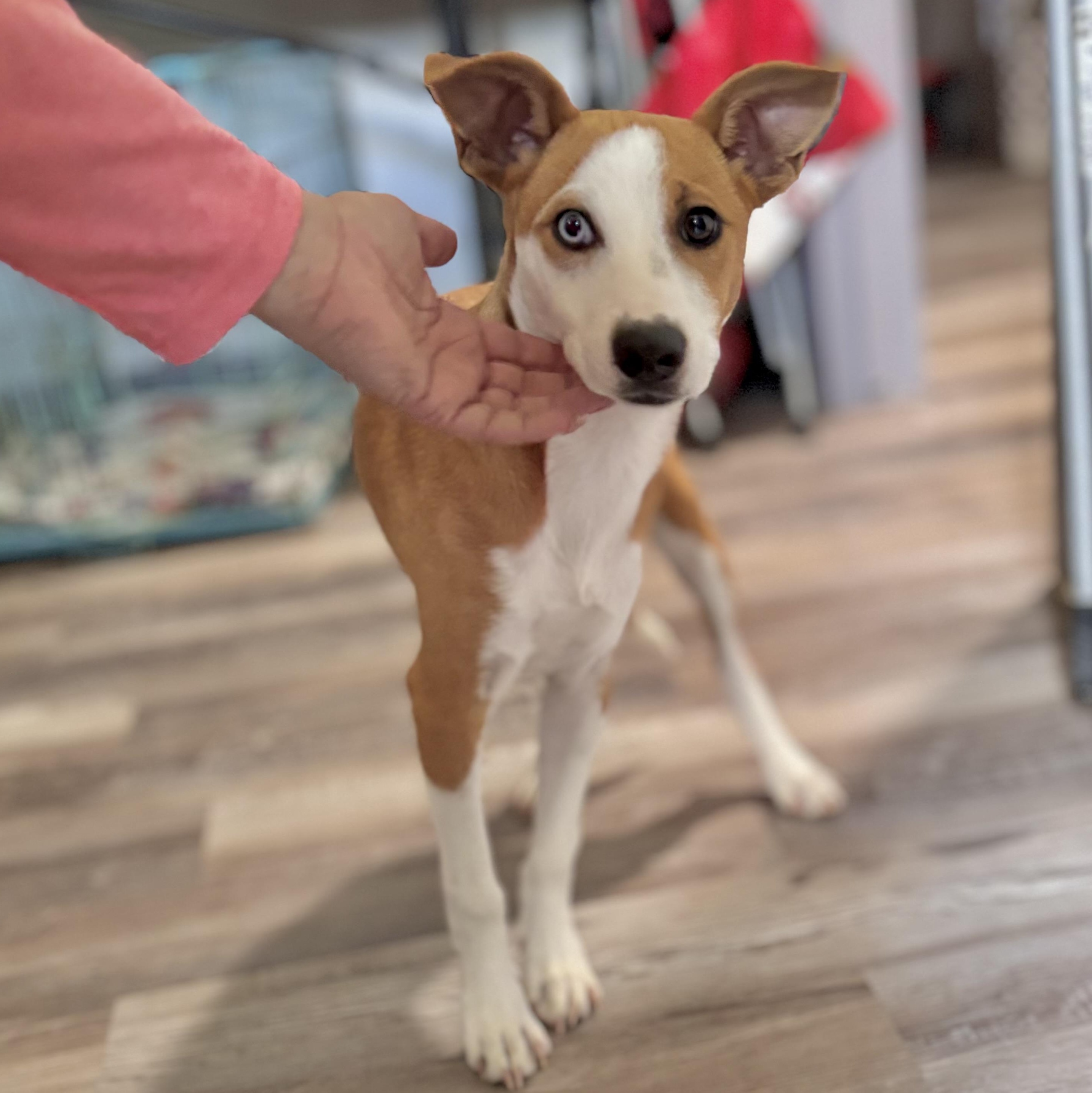 Enlarge Josie, a Adoptable mixed breed in Fort Lupton, CO image 3/6