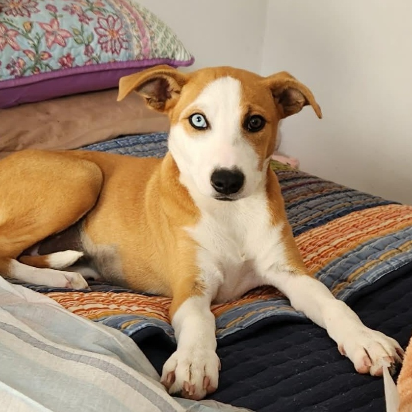 Enlarge Josie, a Adoptable mixed breed in Fort Lupton, CO image 1/6
