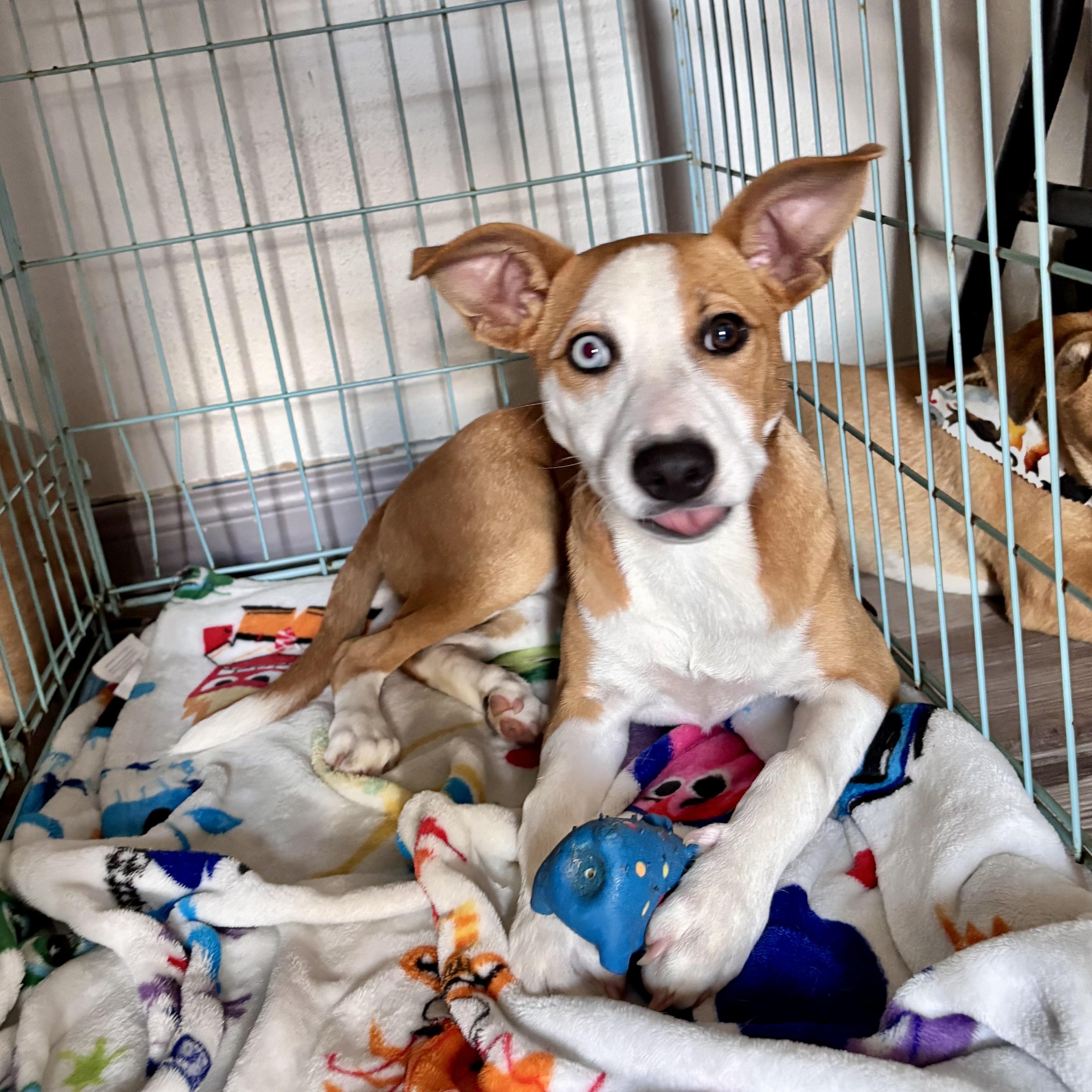 Enlarge Josie, a Adoptable mixed breed in Fort Lupton, CO image 2/6
