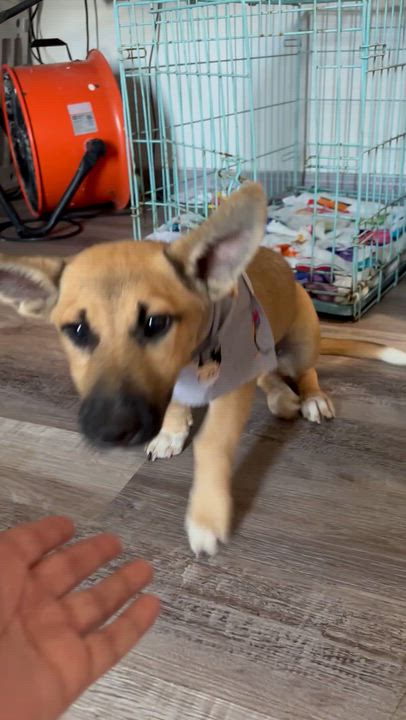 Enlarge Josie, a Adoptable mixed breed in Fort Lupton, CO video 4/6