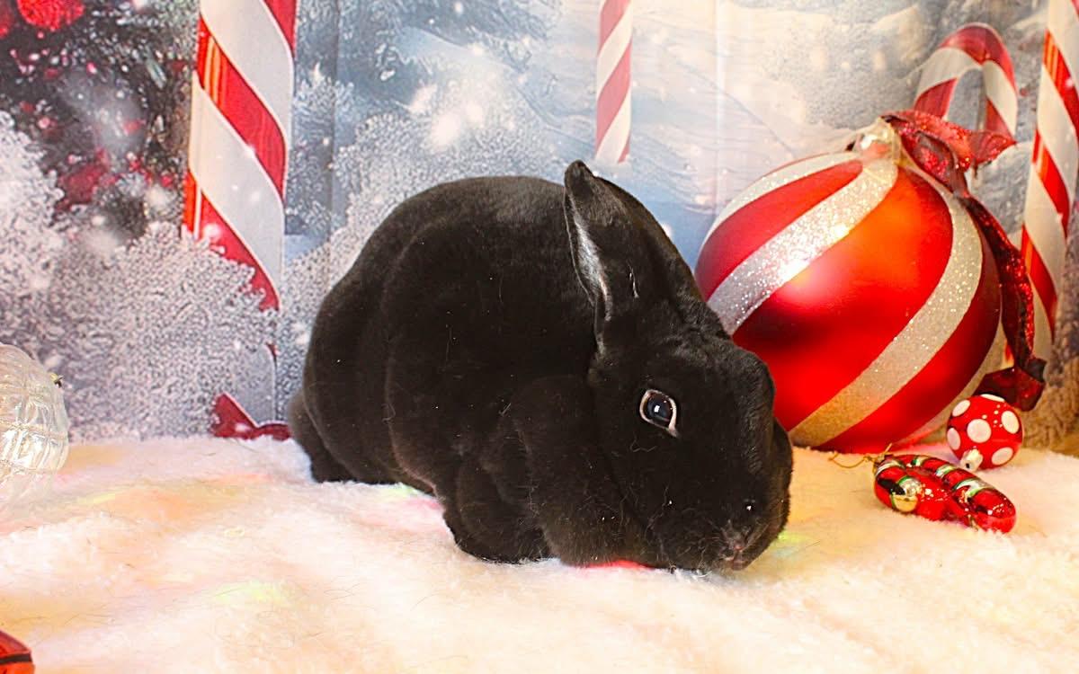 Enlarge Hunny Bunny, a ADOPTABLE Rex in Hillside, NJ image 1/2