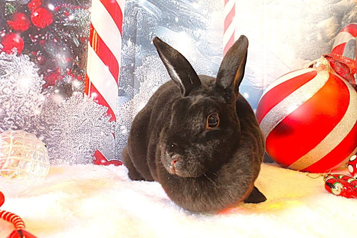Enlarge Hunny Bunny, a ADOPTABLE Rex in Hillside, NJ image 2/2