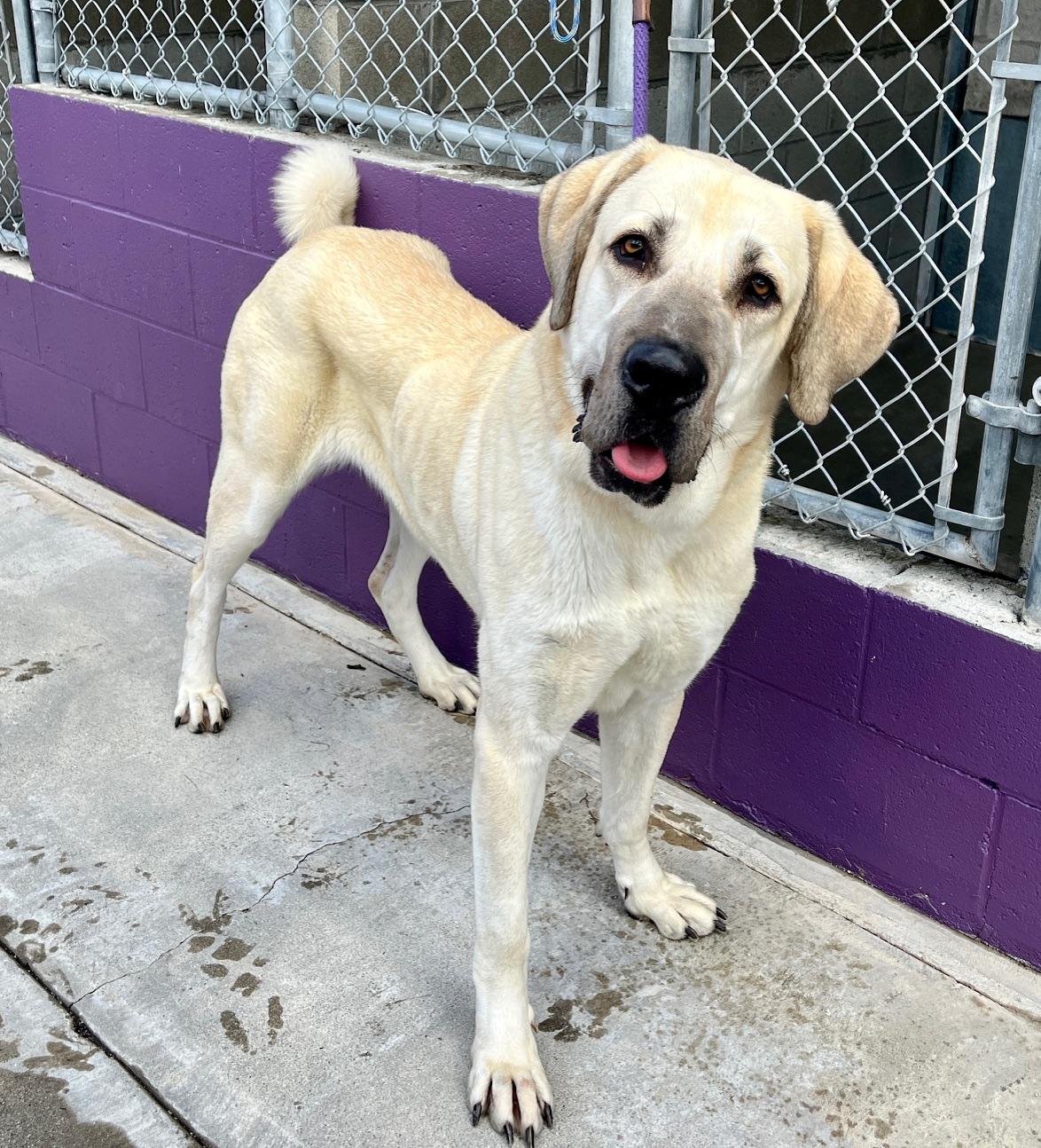 Valentina, a Adoptable mixed breed in El Segundo, CA image 3/5