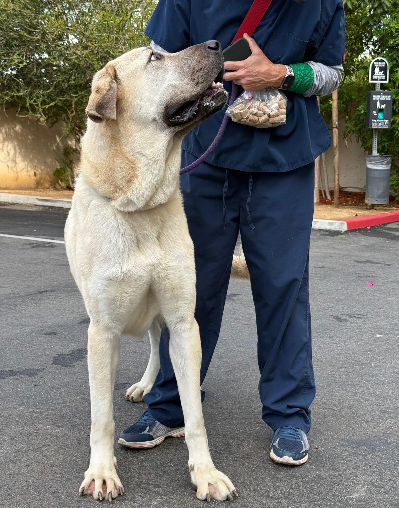 Valentina, a Adoptable mixed breed in El Segundo, CA image 2/5