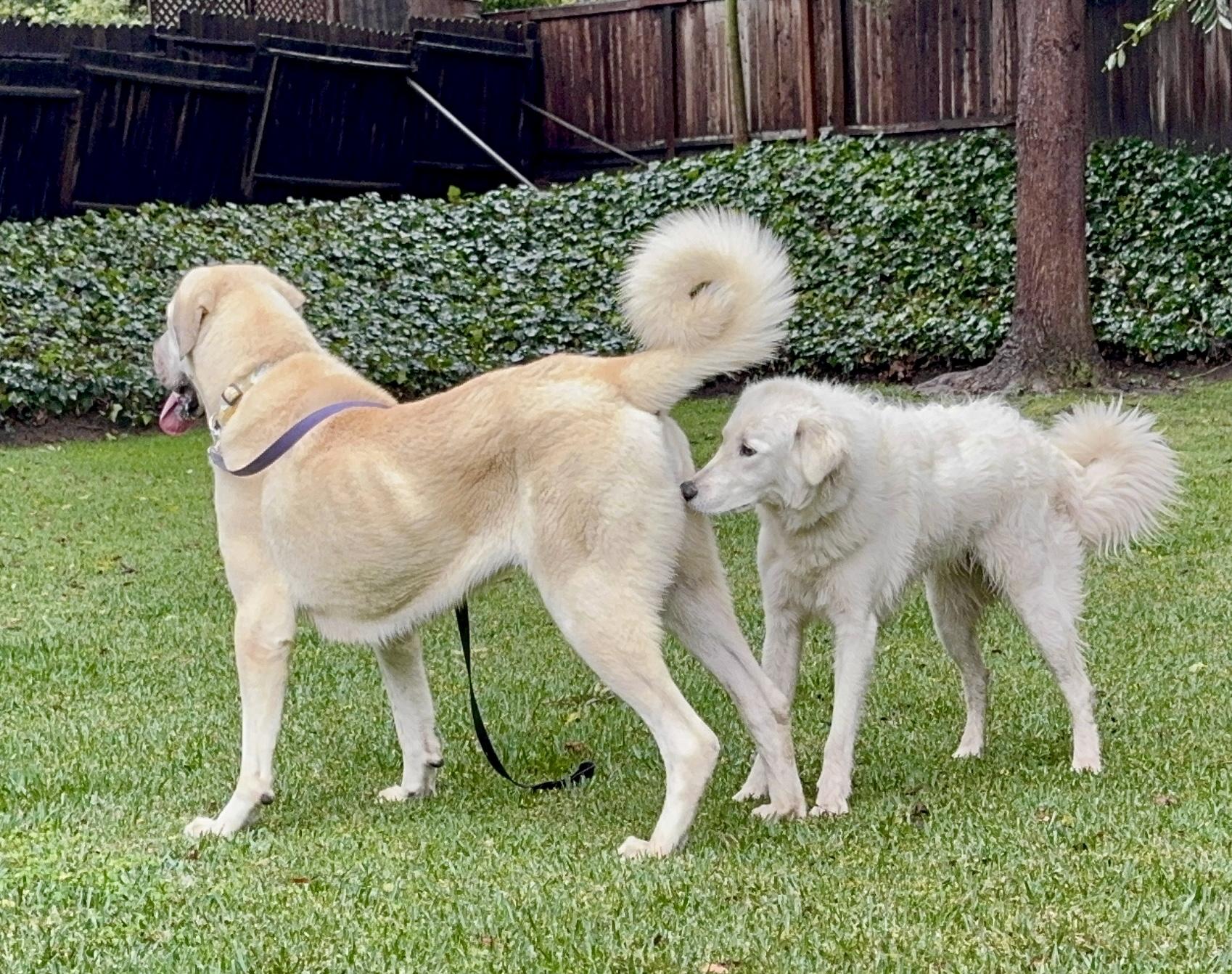 Valentina, a Adoptable mixed breed in El Segundo, CA image 4/5