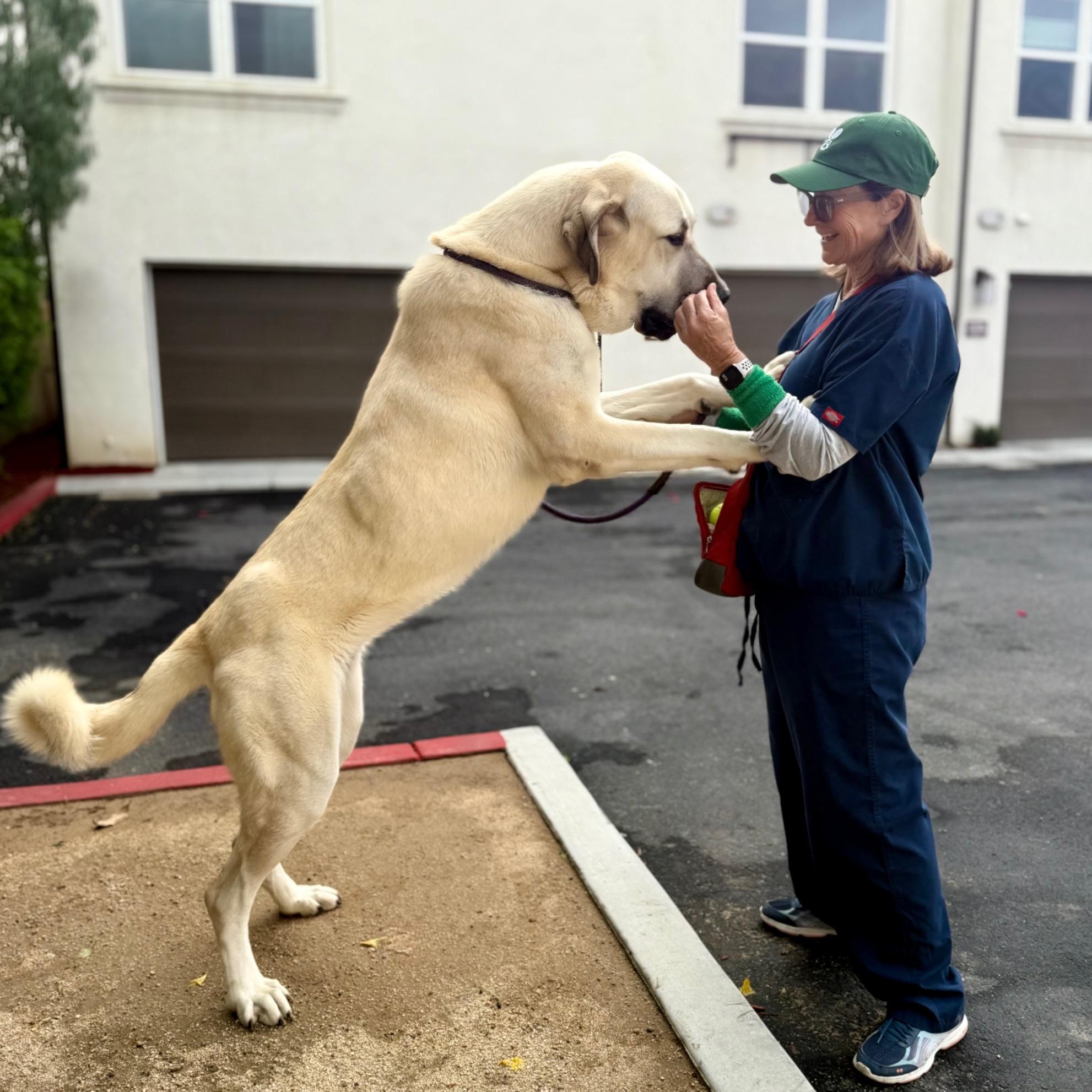 Valentina, Adoptable, Young Female Turkish Kangal & Anatolian Shepherd.