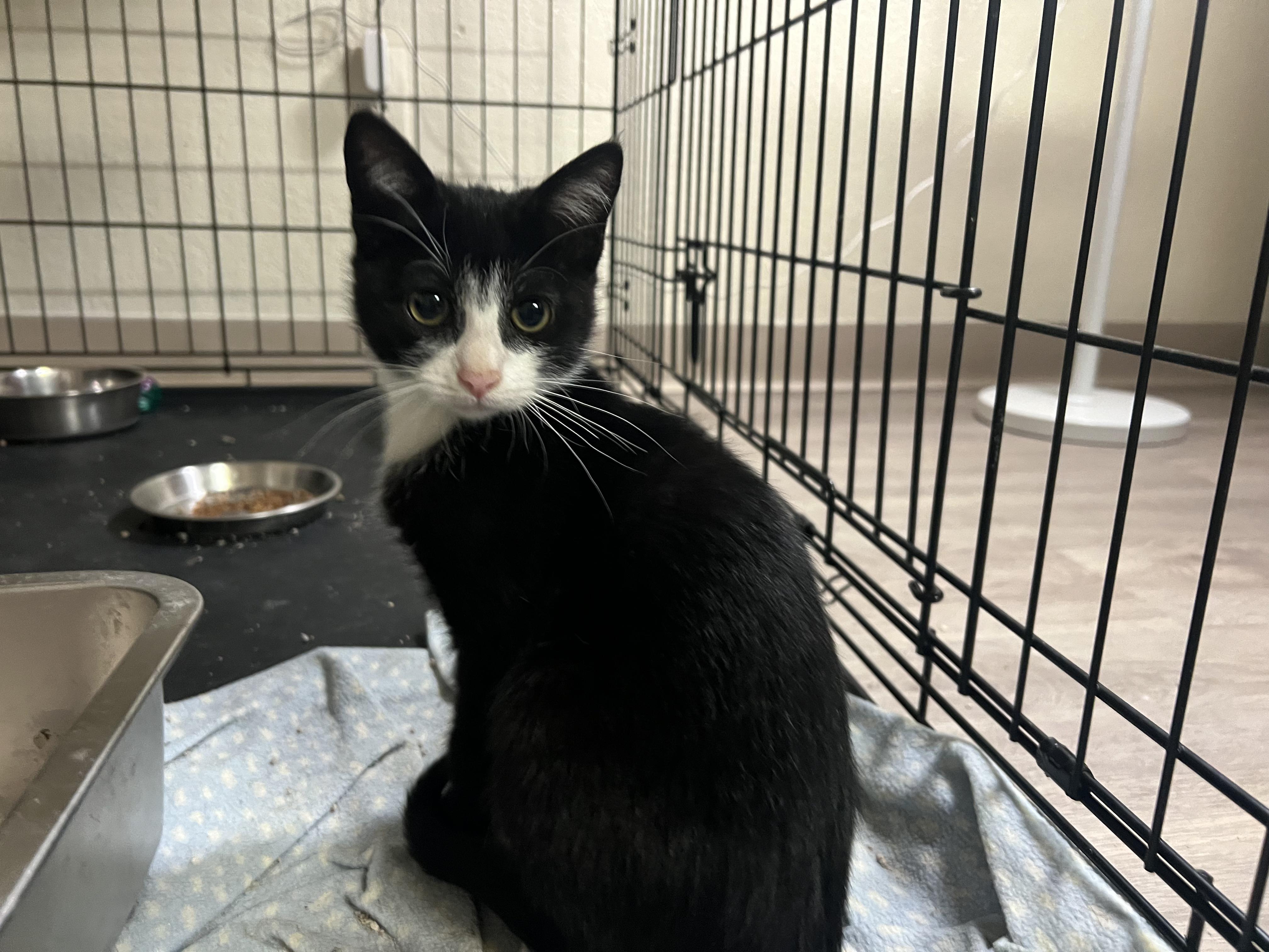 IF INTERESTED PLEASE EMAIL ADOPTIONSCPCPGMAILCOM