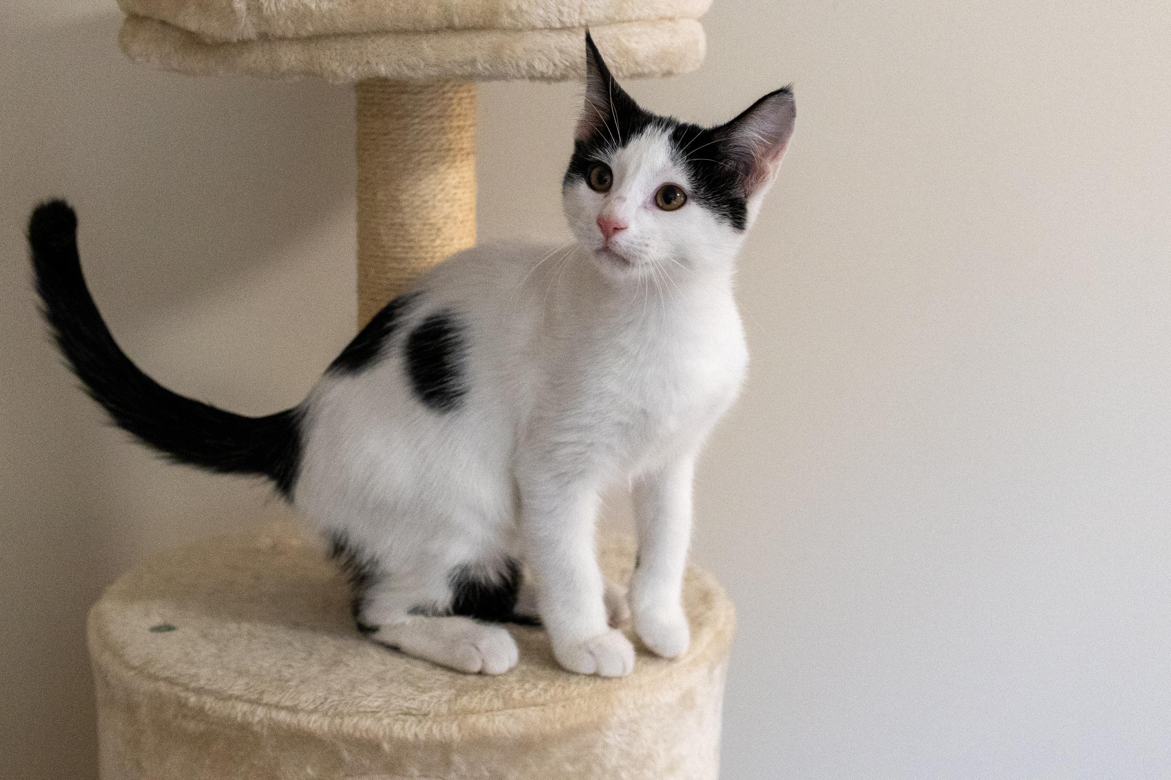 Enlarge Mulch, an adopted Domestic Short Hair in Duluth, GA image 1/1