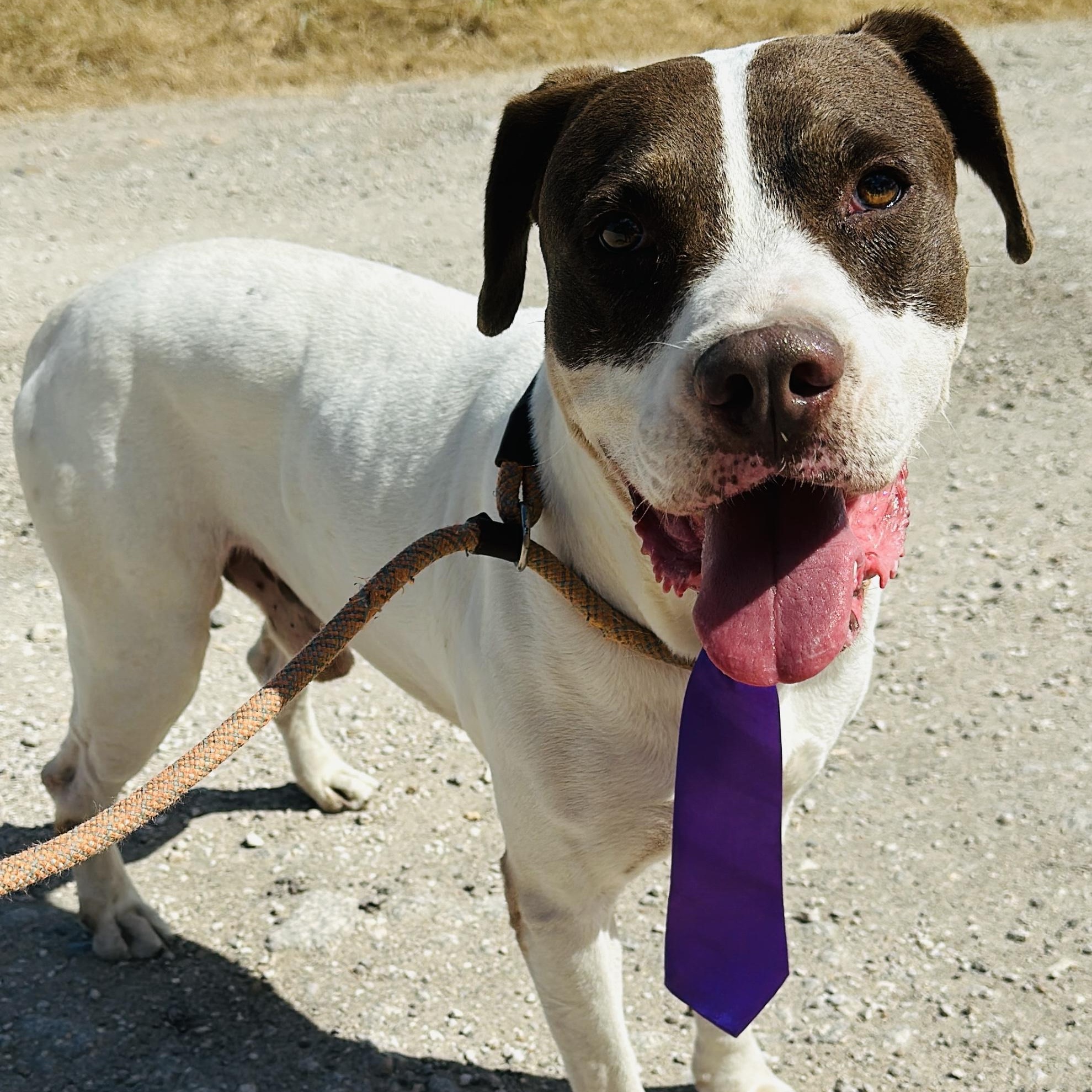 Enlarge Archie, a Adoptable mixed breed in Gonzales, TX image 1/3