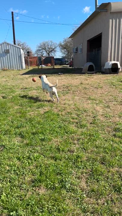 Enlarge Archie, a Adoptable mixed breed in Gonzales, TX video 2/3