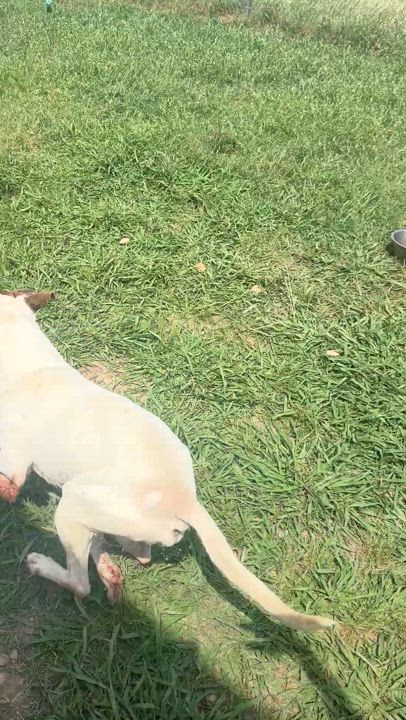 Enlarge Archie, a Adoptable mixed breed in Gonzales, TX video 3/3