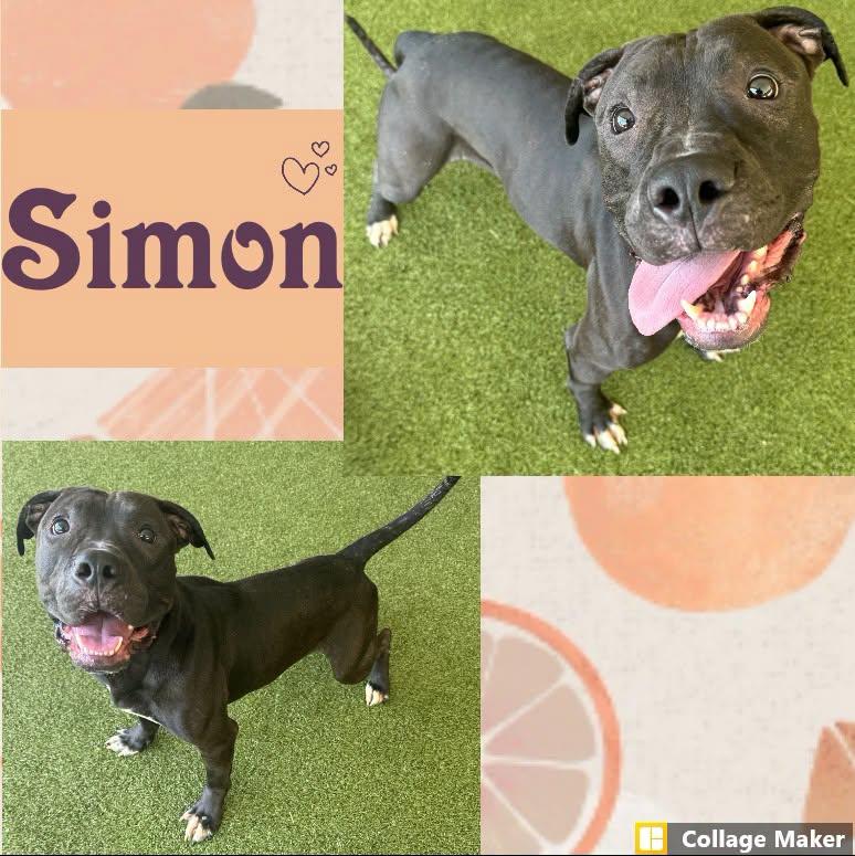 Enlarge Simon, a Adoptable mixed breed in Clearfield, PA image 1/1