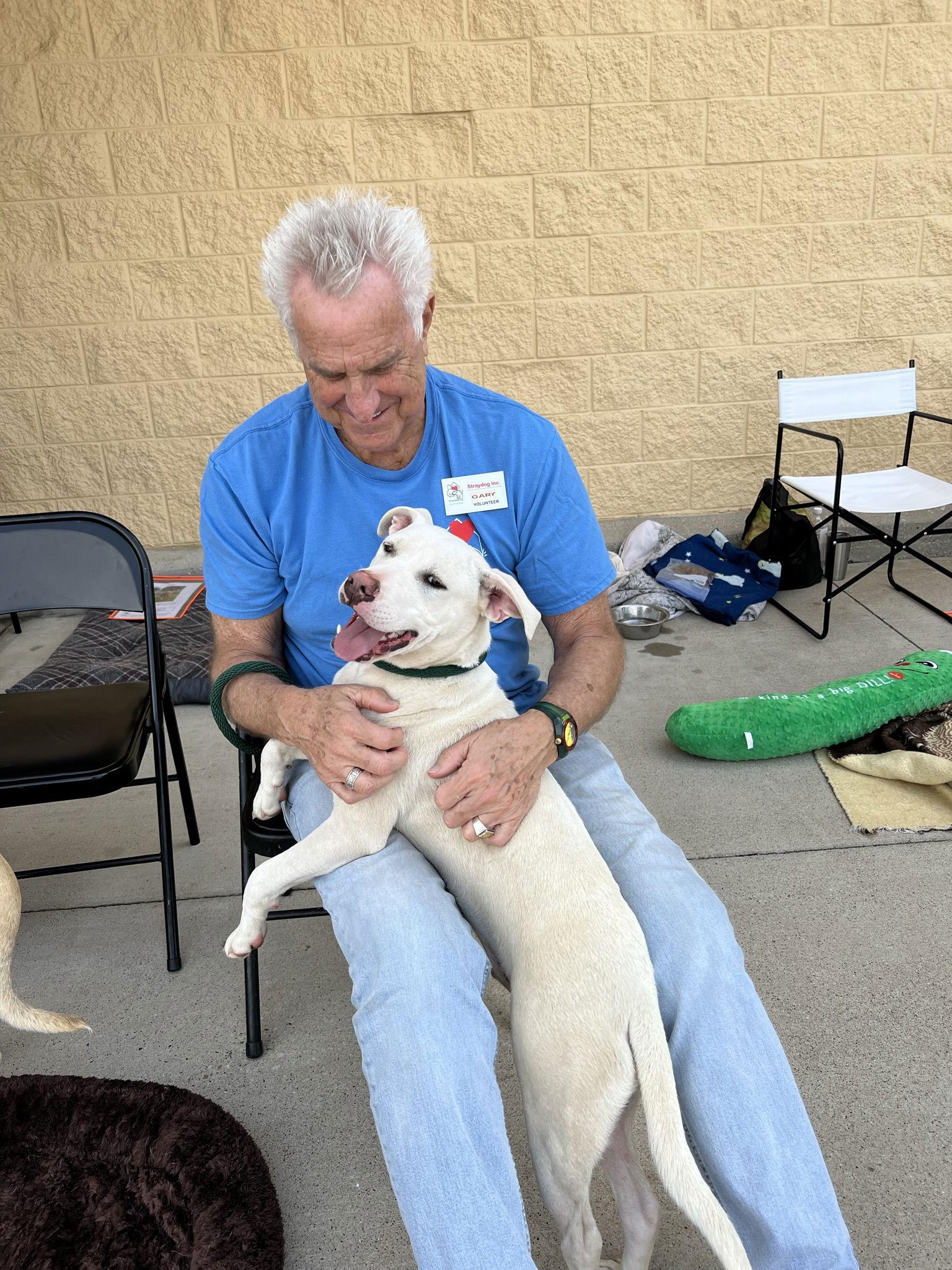 Ruger, Adoptable, Young Male Pit Bull Terrier.