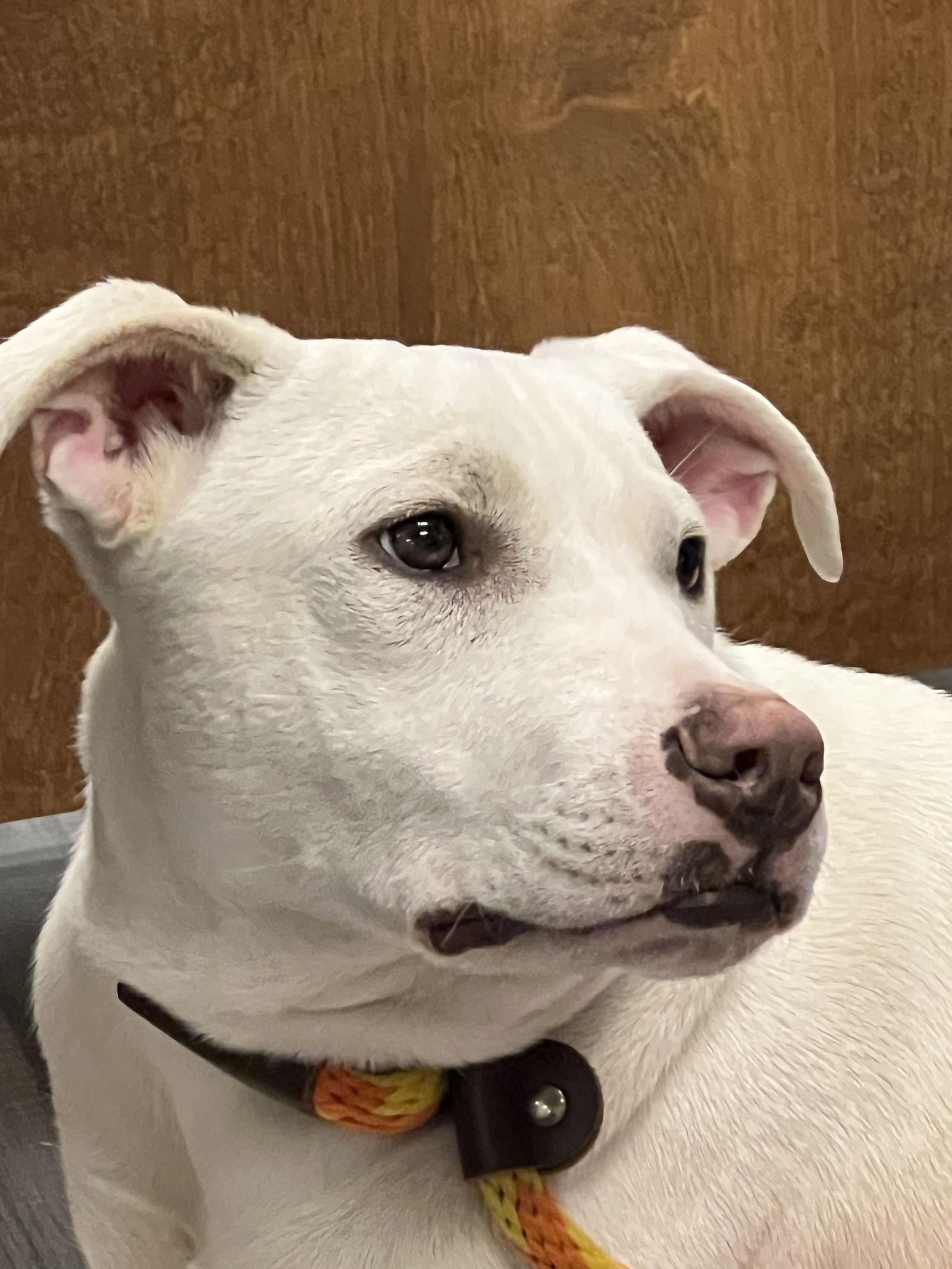 Enlarge Ruger, a Adoptable Pit Bull Terrier in Gun Barrel City, TX image 2/3