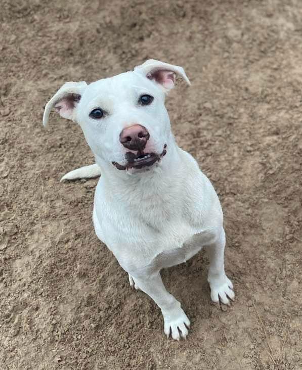 Enlarge Ruger, a Adoptable Pit Bull Terrier in Gun Barrel City, TX image 3/3