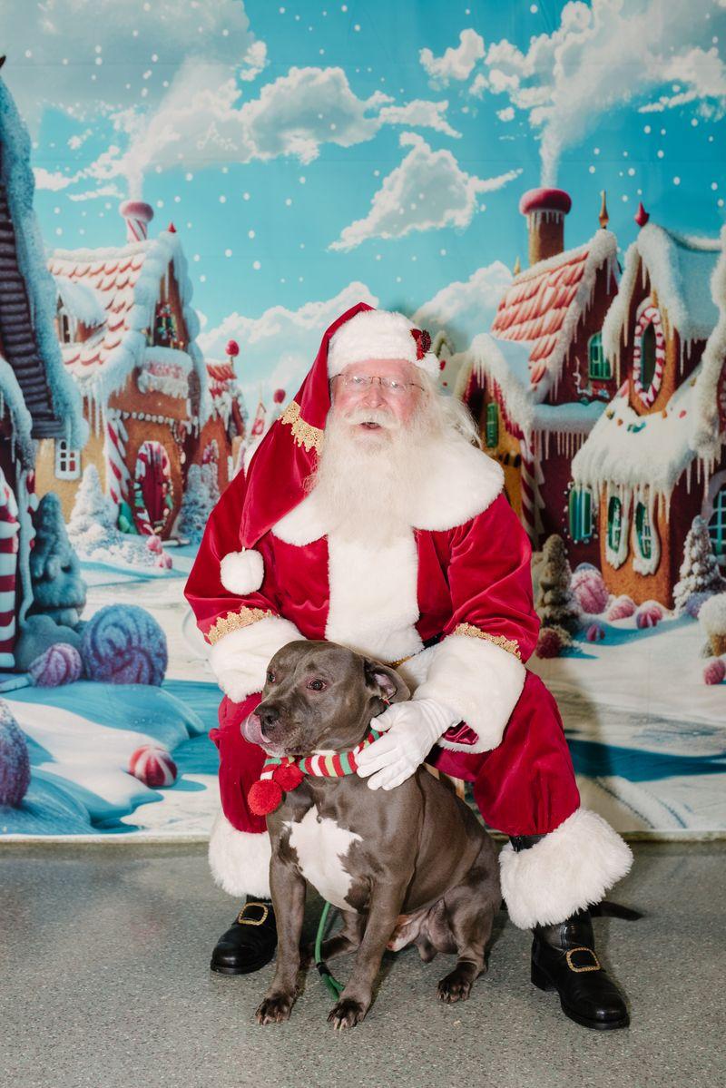 Queso, a Adoptable Pit Bull Terrier in Rancho Santa Margarita, CA image 6/6