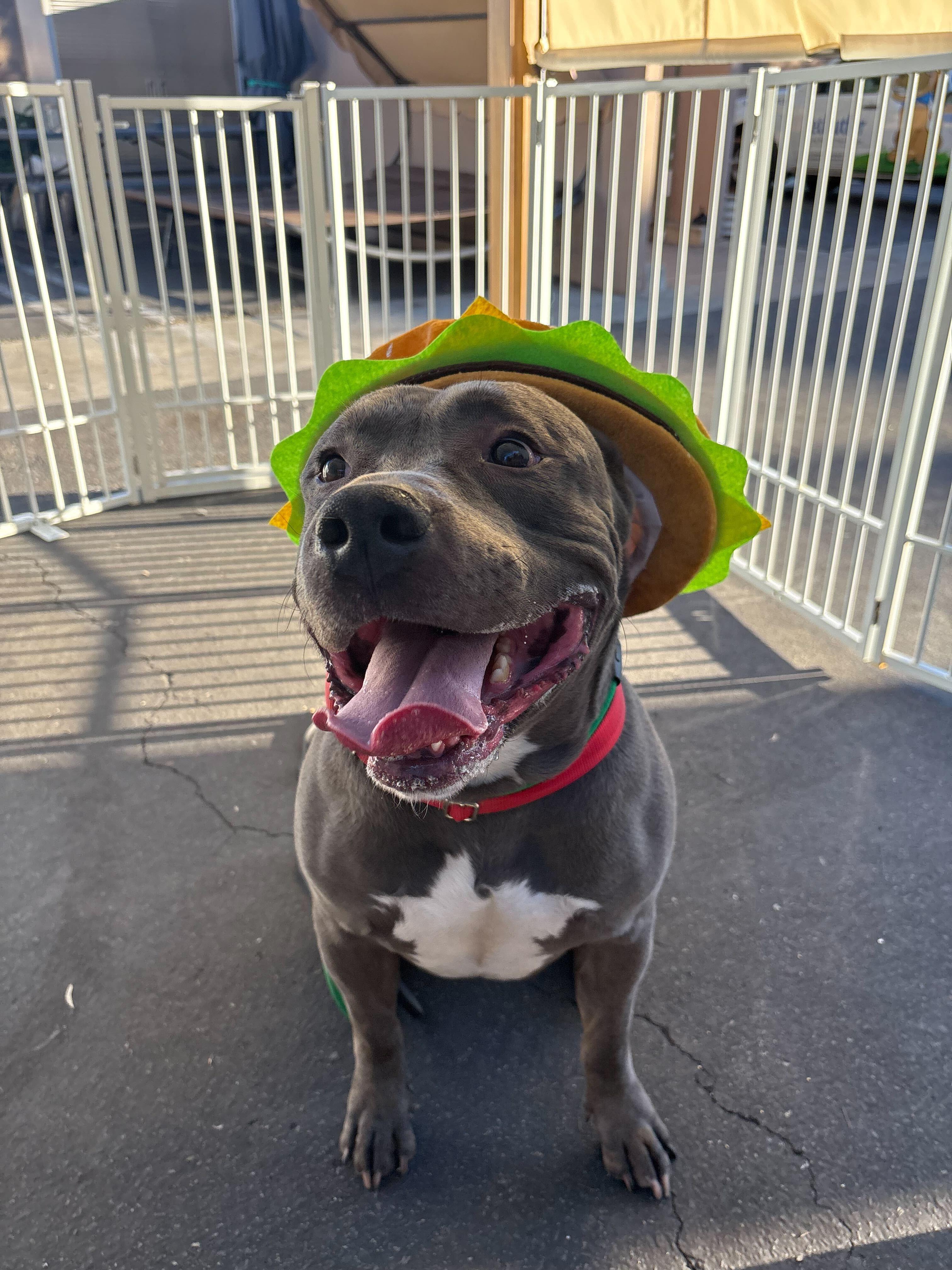 Queso, Adoptable, Adult Male Pit Bull Terrier.