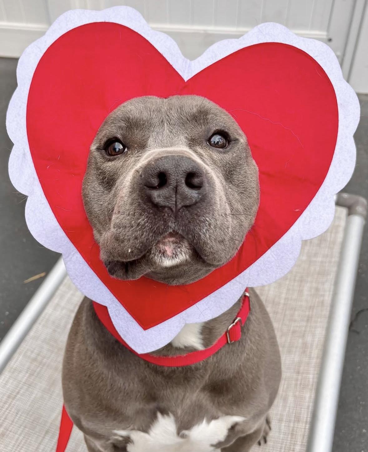 Queso, a Adoptable Pit Bull Terrier in Rancho Santa Margarita, CA image 2/6