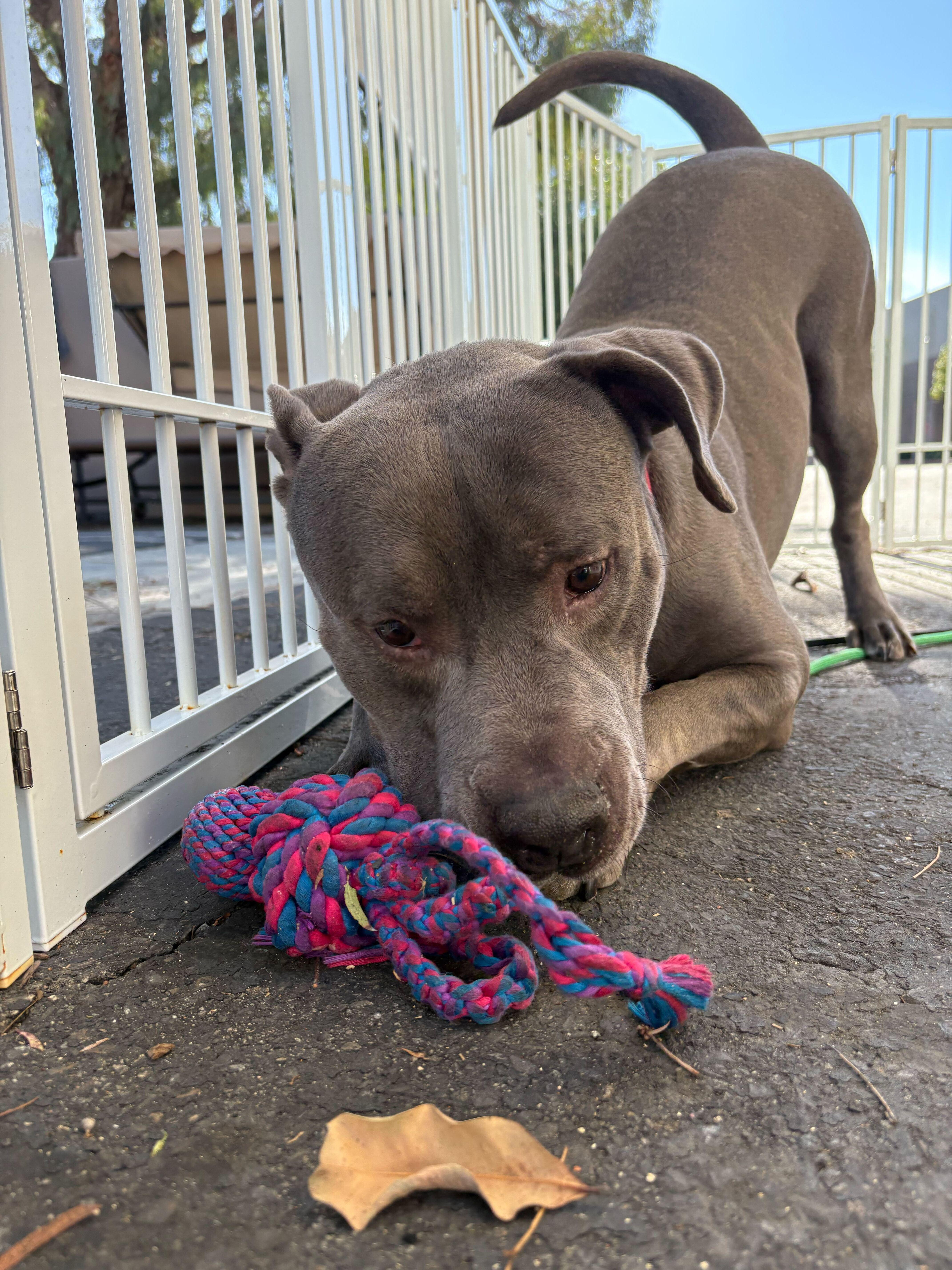 Queso, a Adoptable Pit Bull Terrier in Rancho Santa Margarita, CA image 3/6