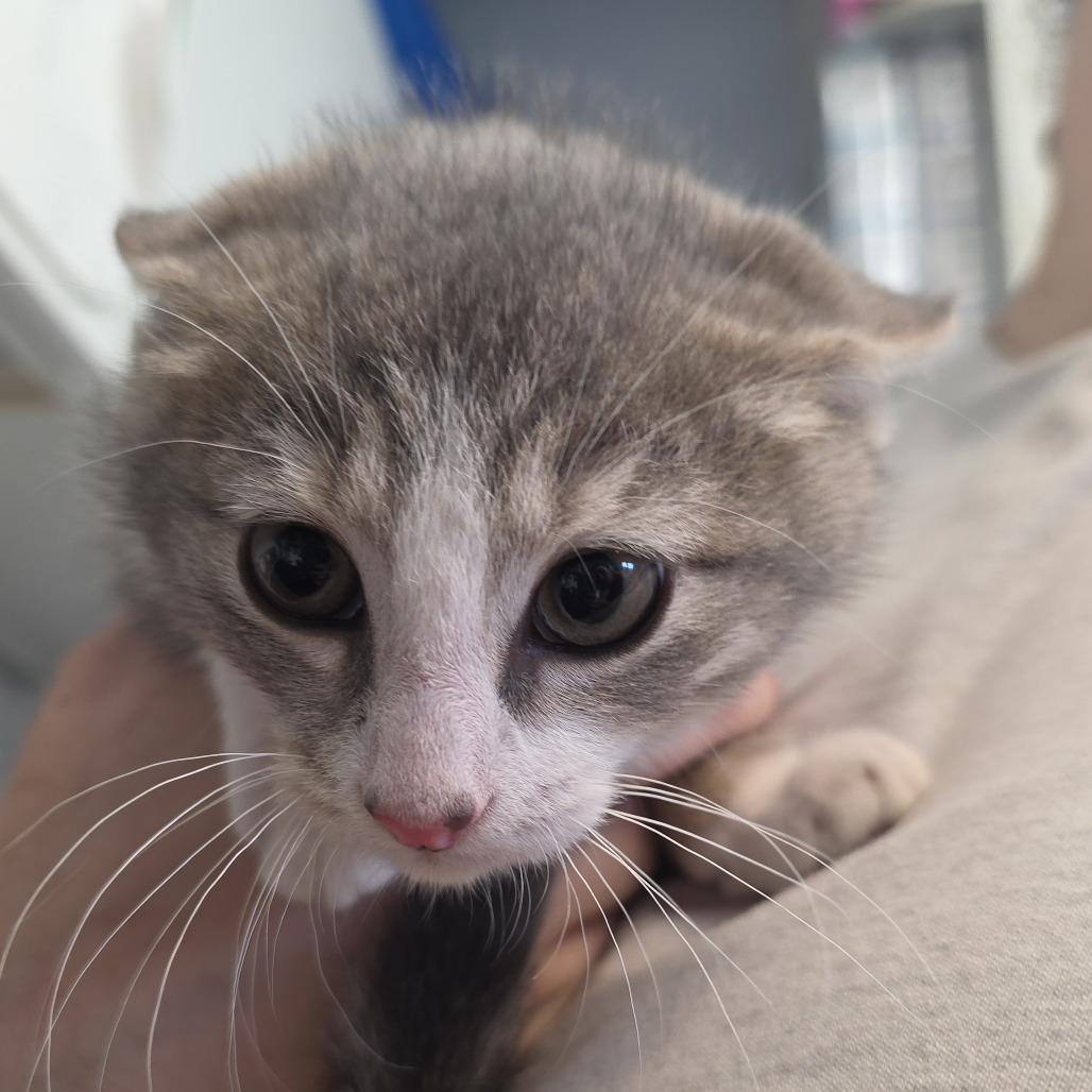 Butthead, Adoptable, Young Male Domestic Short Hair.