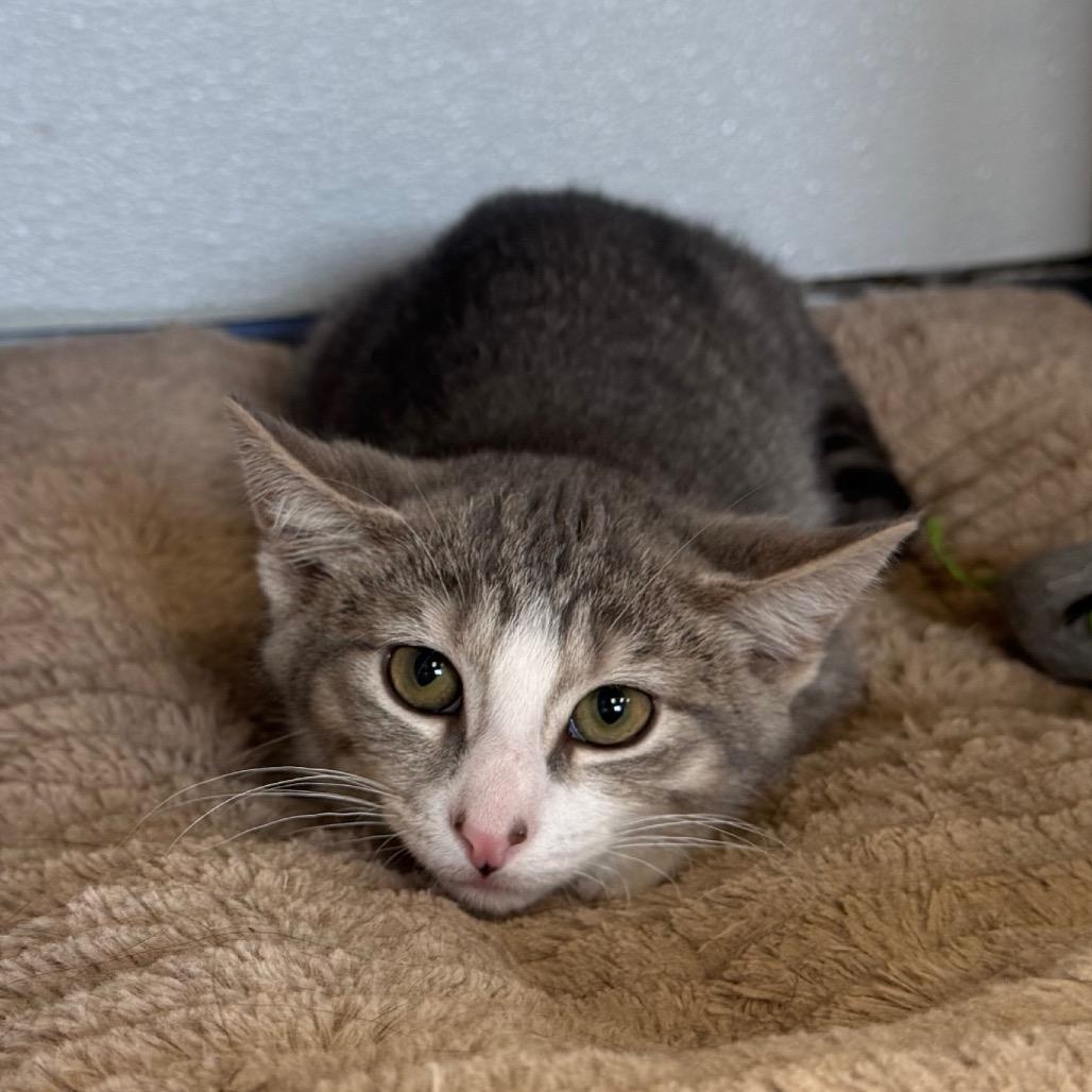 Enlarge Butthead, a Adoptable Domestic Short Hair in Easton, PA image 2/6