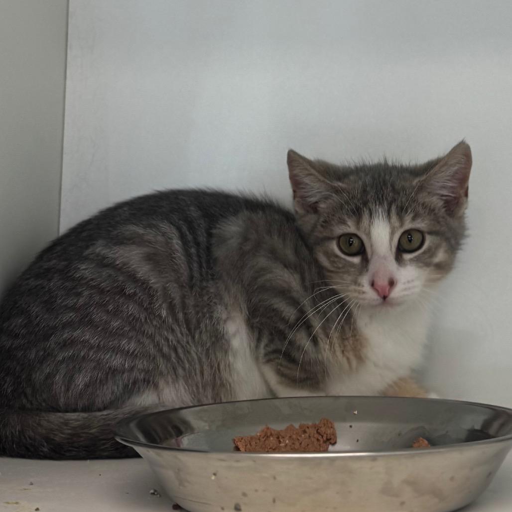 Enlarge Butthead, a Adoptable Domestic Short Hair in Easton, PA image 3/6
