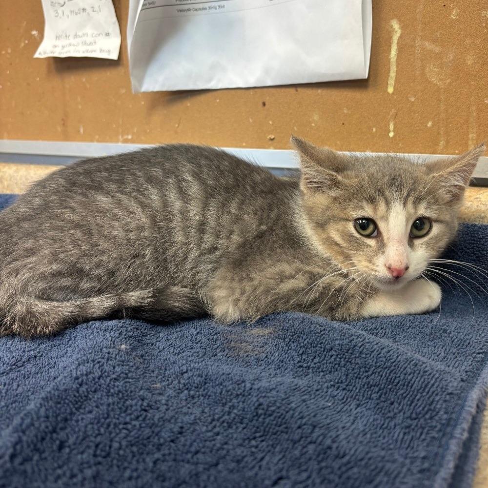 Enlarge Butthead, a Adoptable Domestic Short Hair in Easton, PA image 6/6