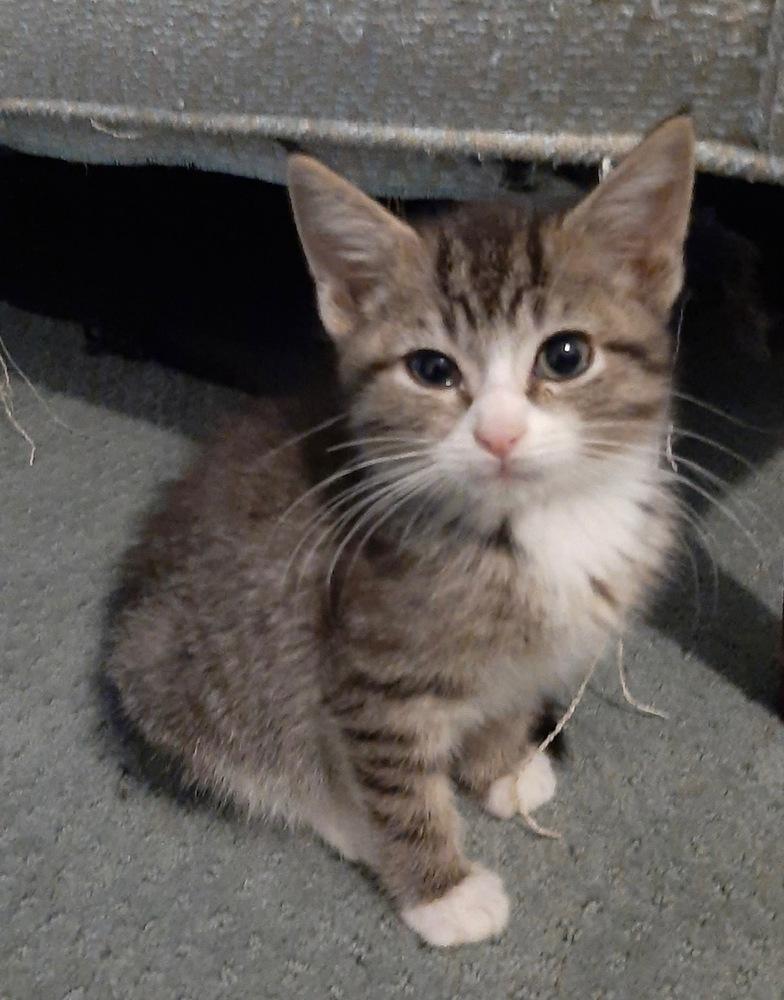 Froggy, Adoptable, Kitten Male Domestic Short Hair & Tabby.