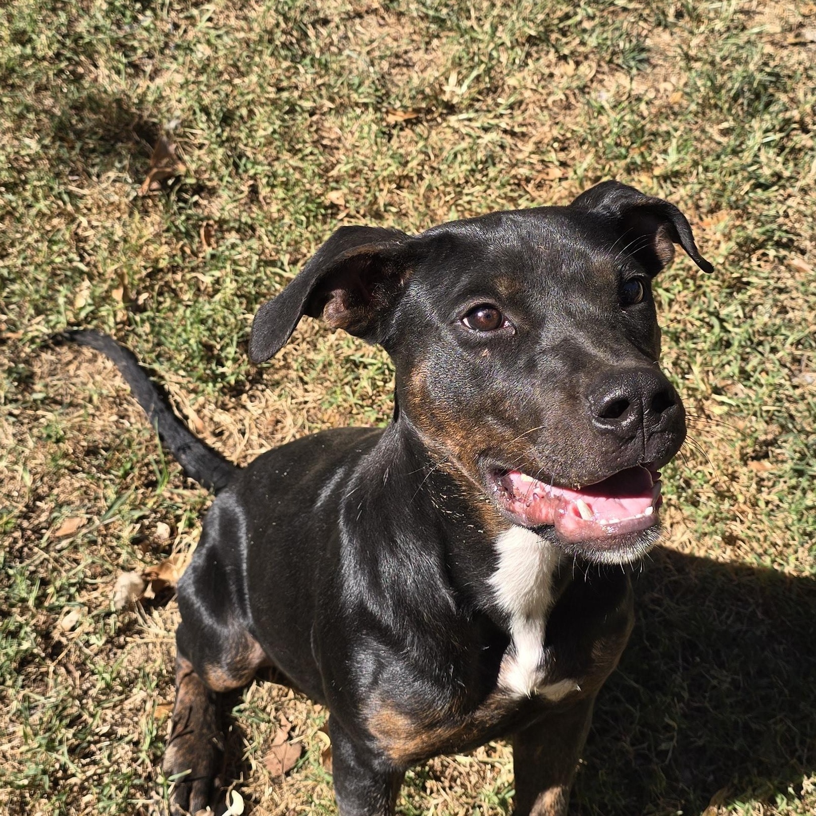 Nico, Adoptable, Young Male Pit Bull Terrier & Rottweiler.