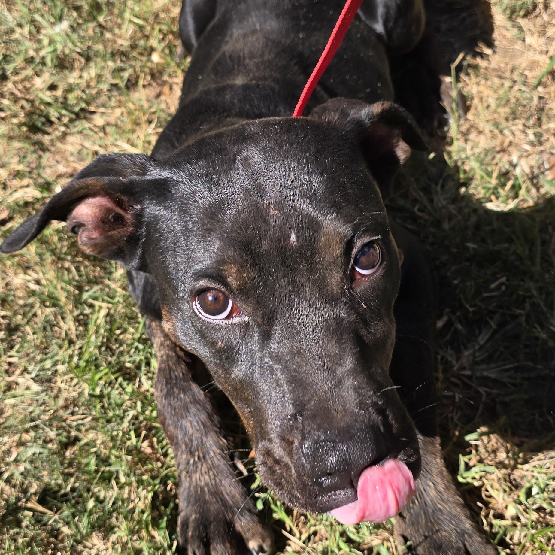 Enlarge Nico, a Adoptable mixed breed in Arlington, TN image 2/6