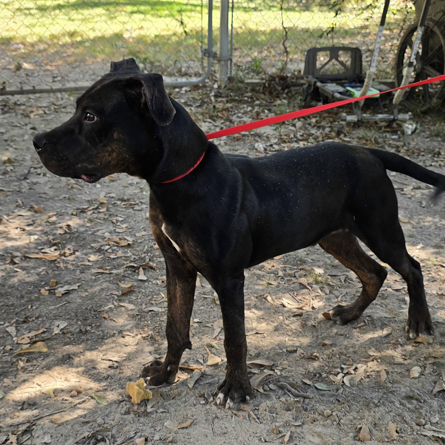 Enlarge Nico, a Adoptable mixed breed in Arlington, TN image 3/6