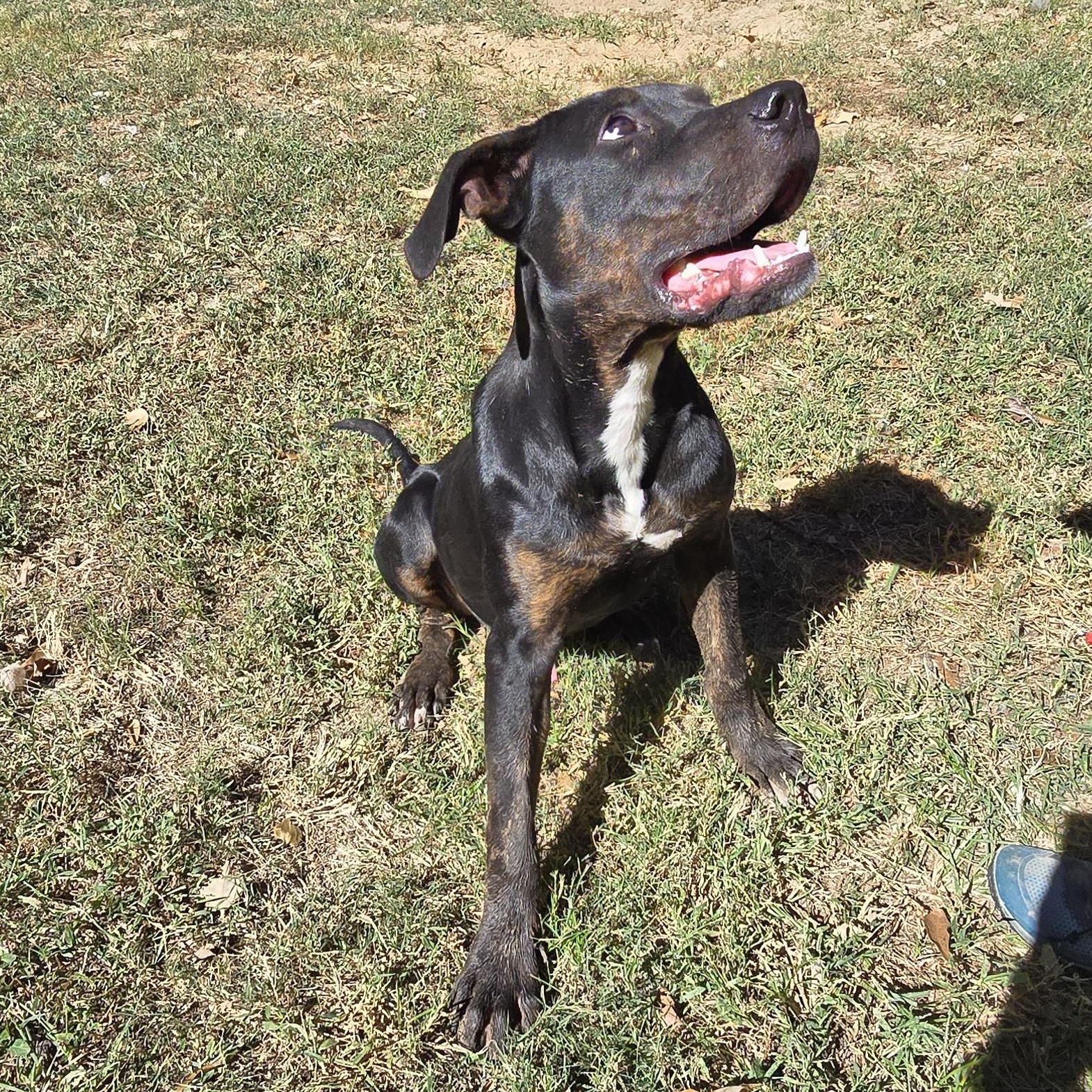 Enlarge Nico, a Adoptable mixed breed in Arlington, TN image 6/6