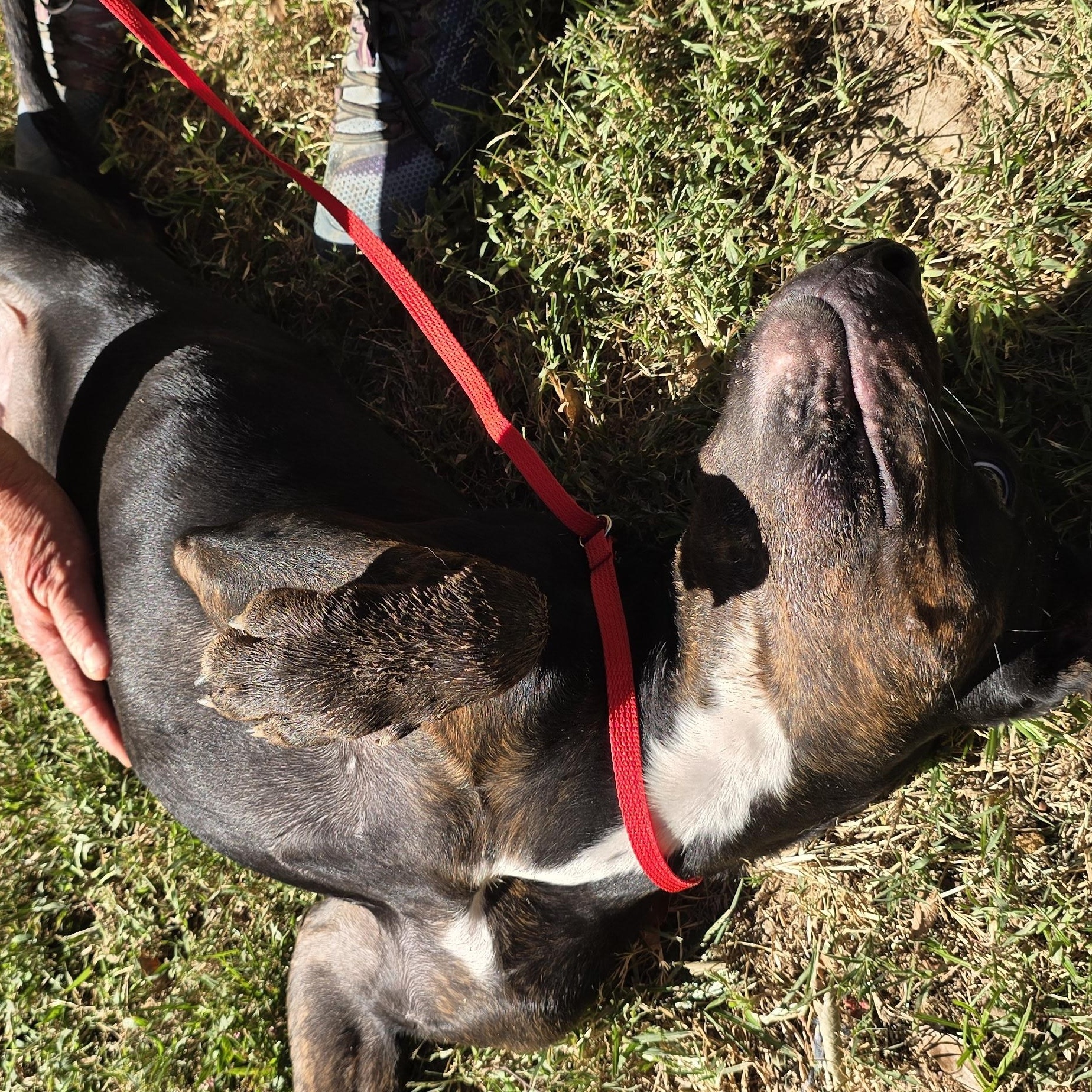 Enlarge Nico, a Adoptable mixed breed in Arlington, TN image 5/6