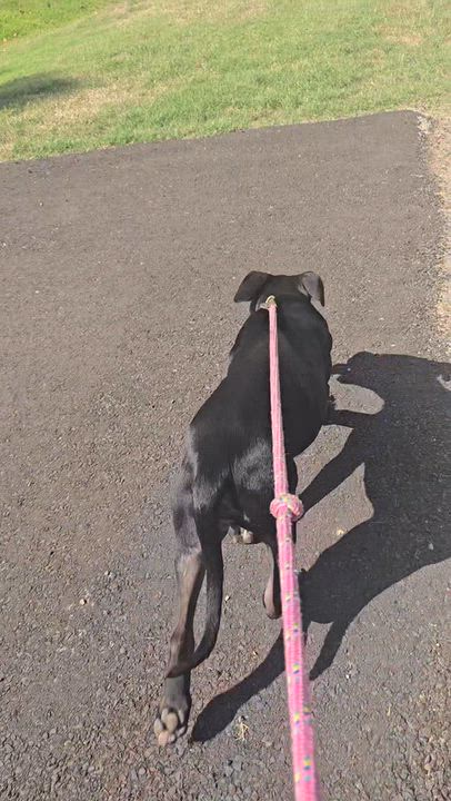 Enlarge Nico, a Adoptable mixed breed in Arlington, TN video 4/6