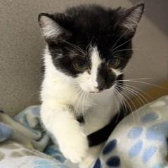 Dolly (bonded w/Barbie), adopted, Kitten Female Domestic Short Hair.