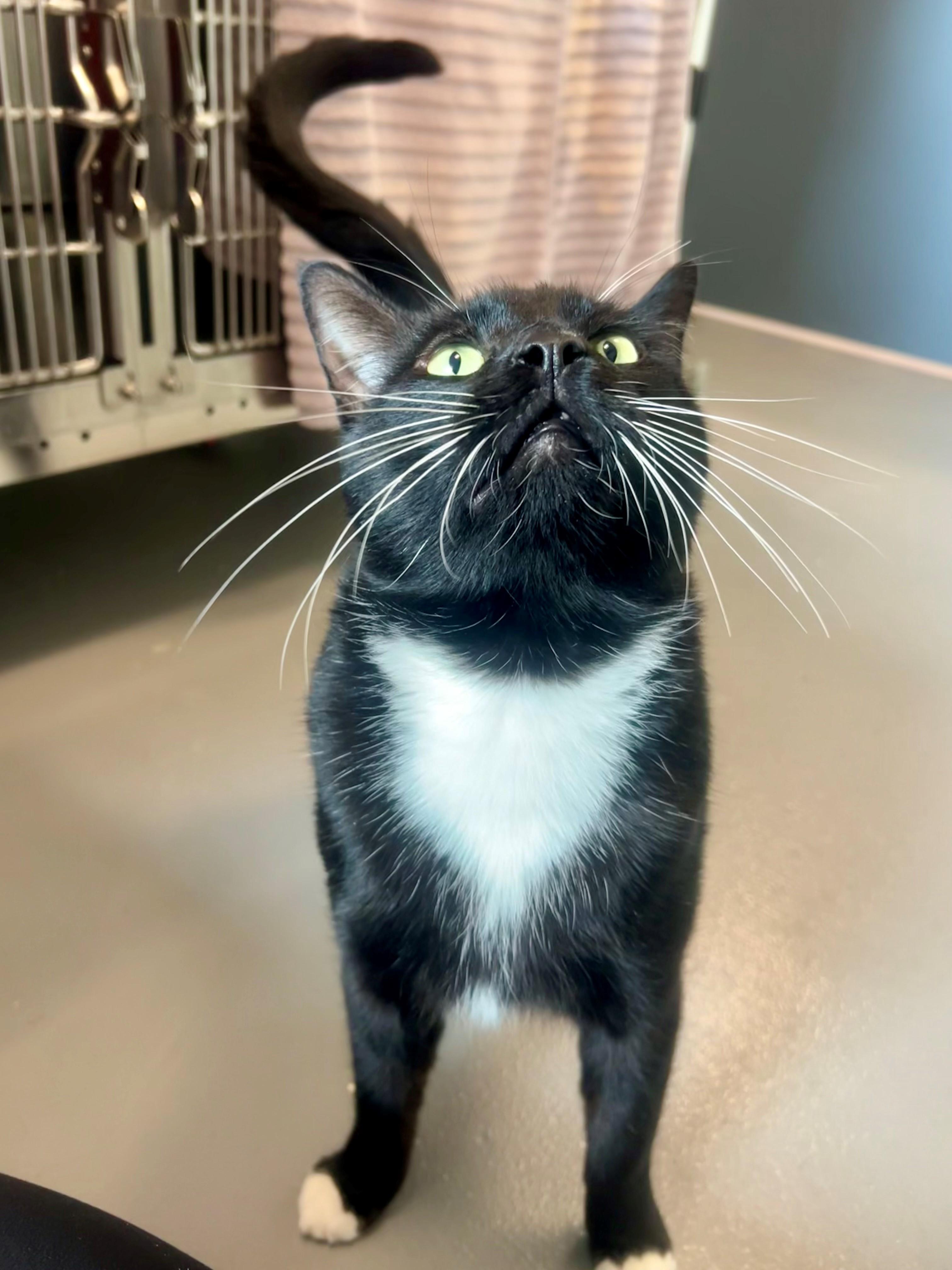 Joe, Adopted, Adult Male Domestic Short Hair.