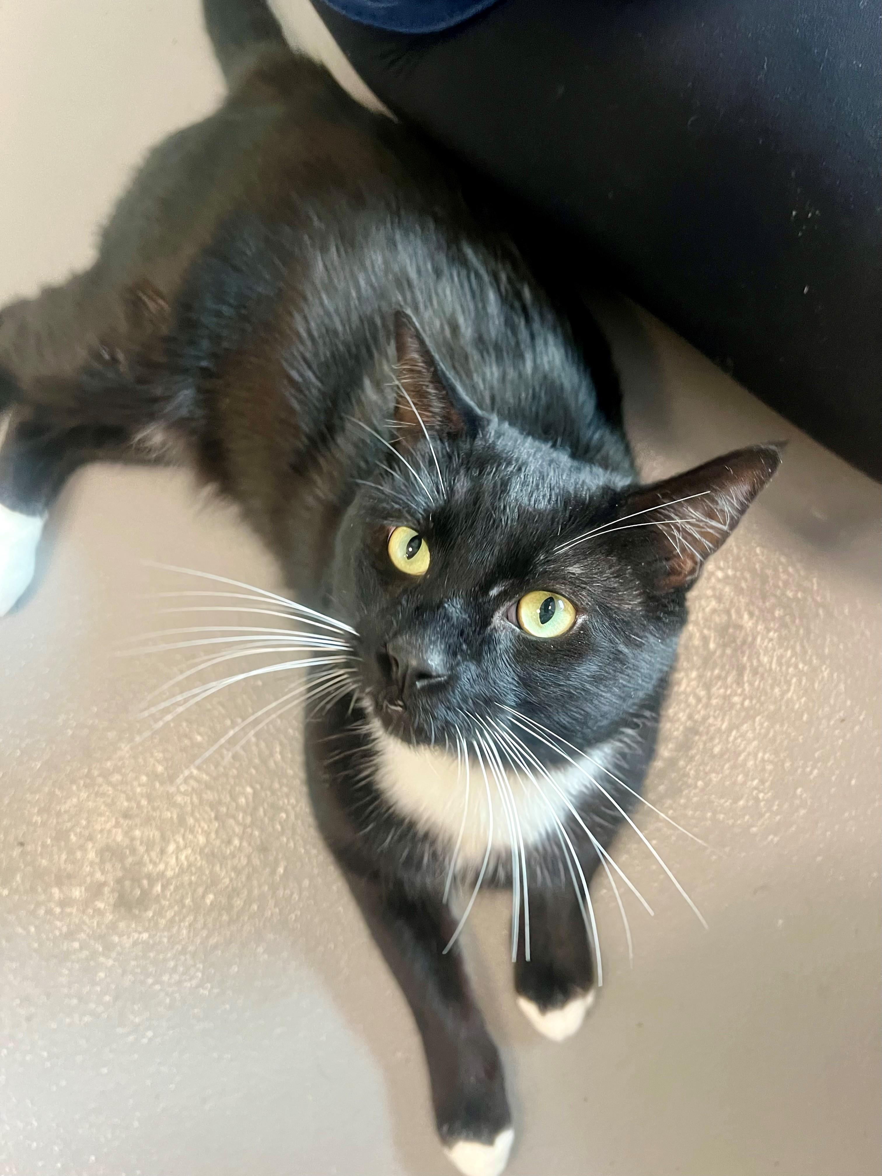 Enlarge Joe, a Adopted Domestic Short Hair in New Westminster, BC image 2/2