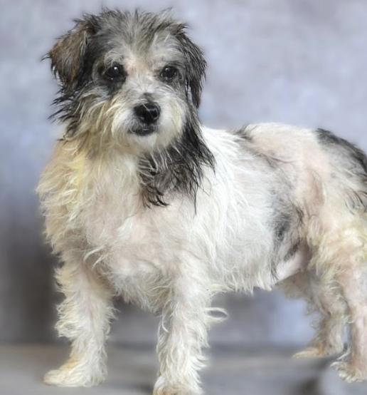 Juno 1044 — thumbnail 2