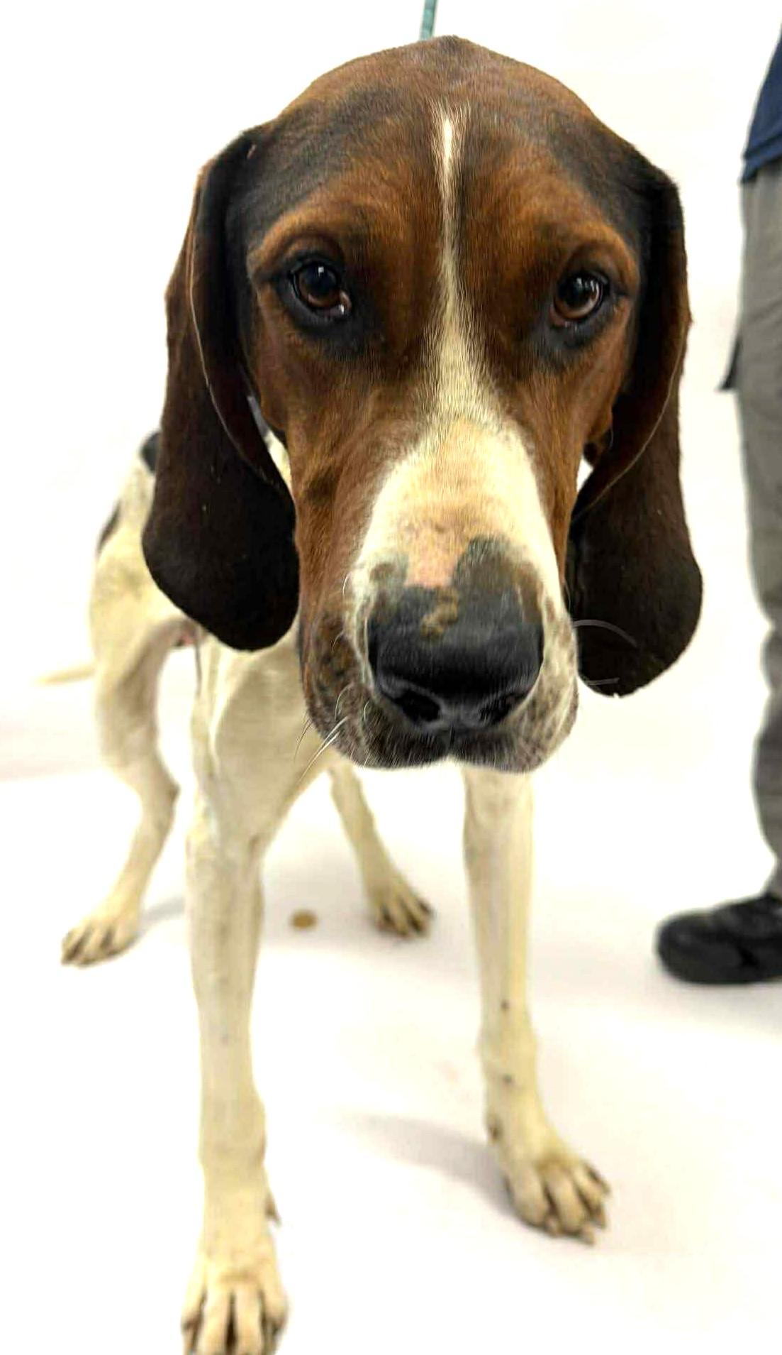 Enlarge Bandit - Cat Friendly!, a ADOPTABLE Treeing Walker Coonhound in North Bay, ON image 3/5