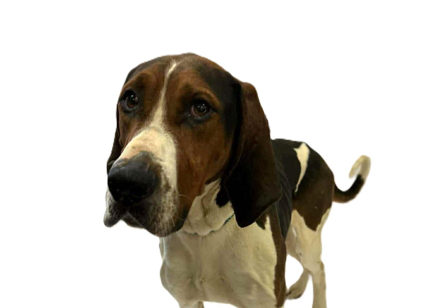 Bandit - Cat Friendly!, ADOPTABLE, Adult Male Treeing Walker Coonhound.