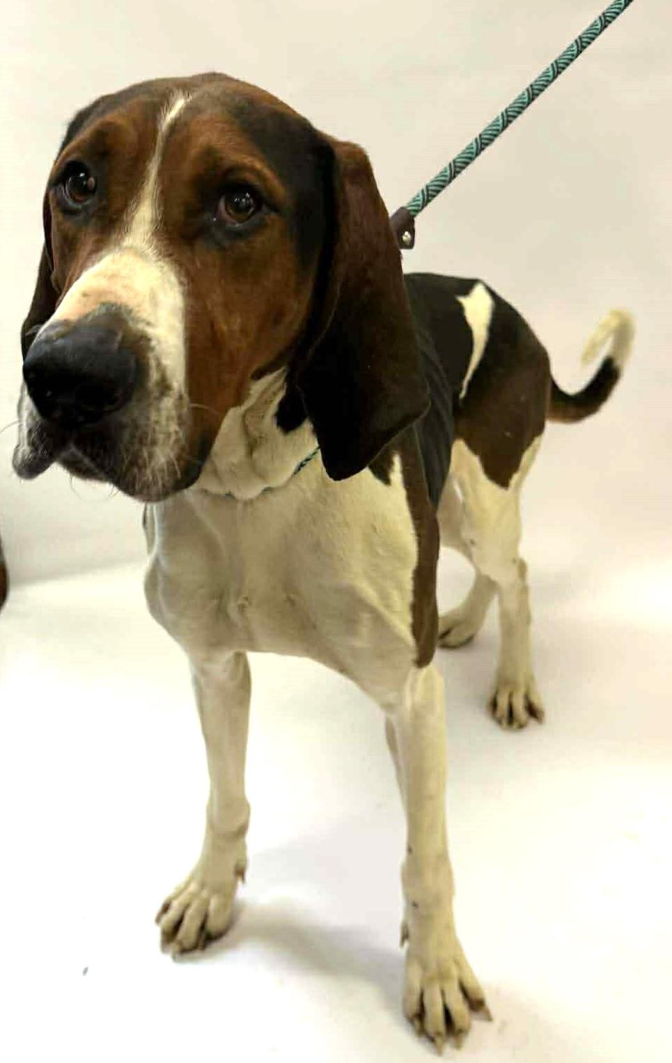 Enlarge Bandit - Cat Friendly!, a ADOPTABLE Treeing Walker Coonhound in North Bay, ON image 4/5
