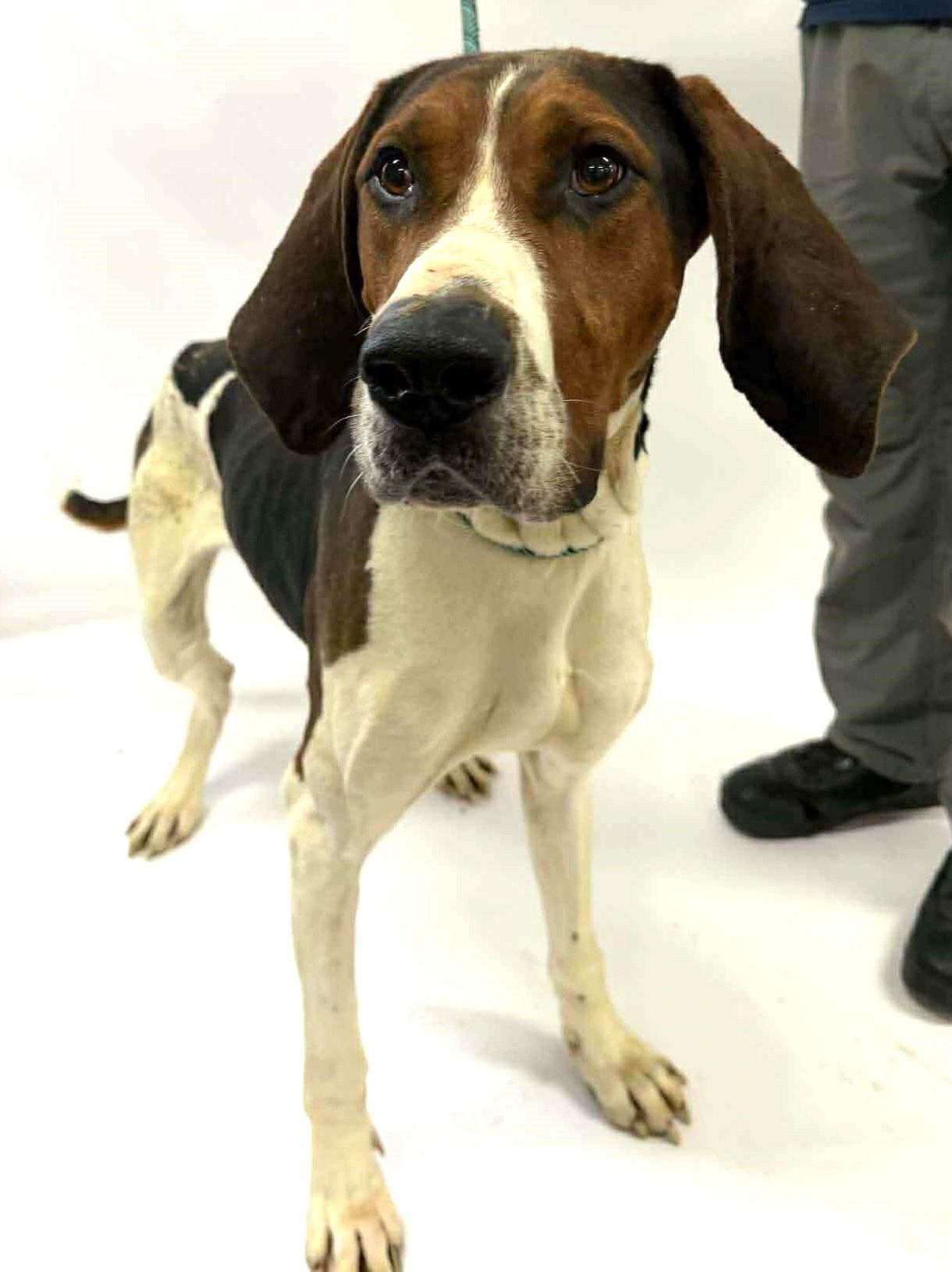 Enlarge Bandit - Cat Friendly!, a ADOPTABLE Treeing Walker Coonhound in North Bay, ON image 2/5