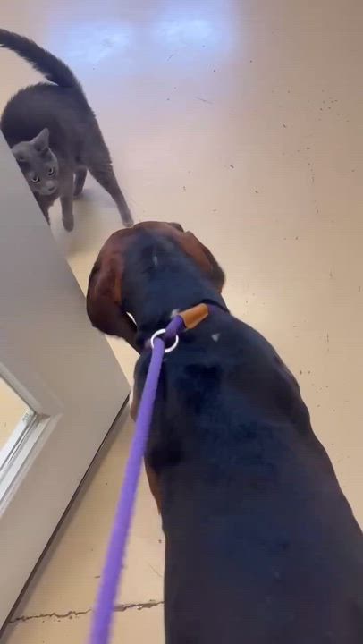 Enlarge Bandit - Cat Friendly!, a ADOPTABLE Treeing Walker Coonhound in North Bay, ON video 5/5