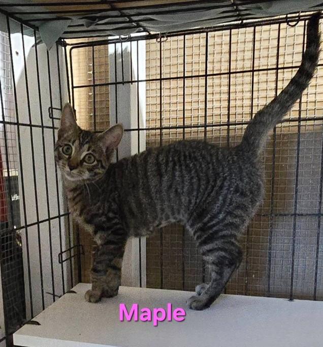 Maple, Adoptable, Young Female Domestic Short Hair.